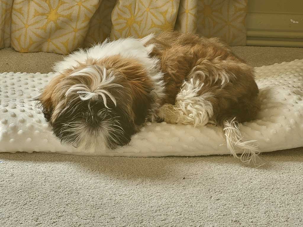 a puppy sleeps on a cushion