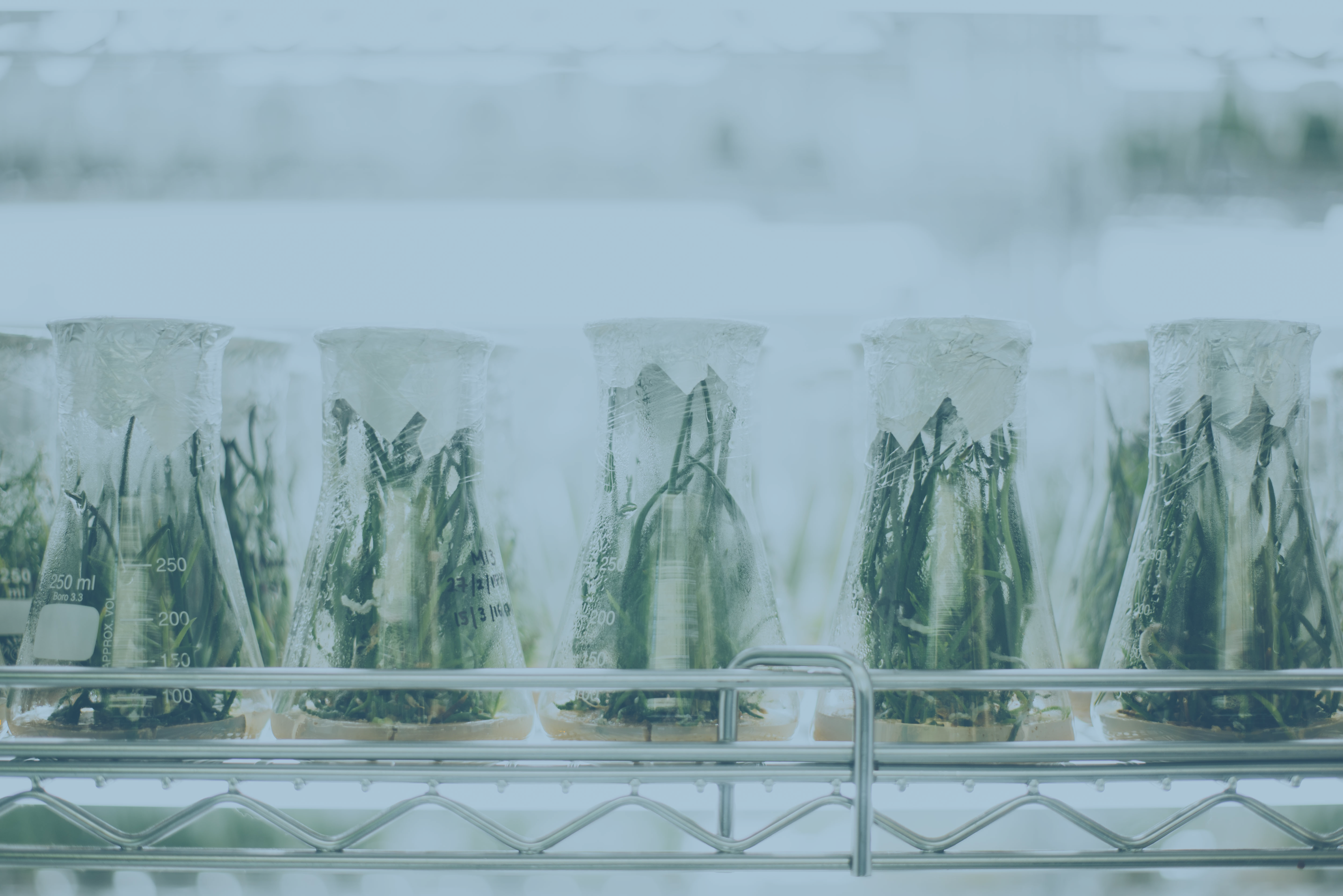 Vails containing growing plants sit in a lab's fridge.