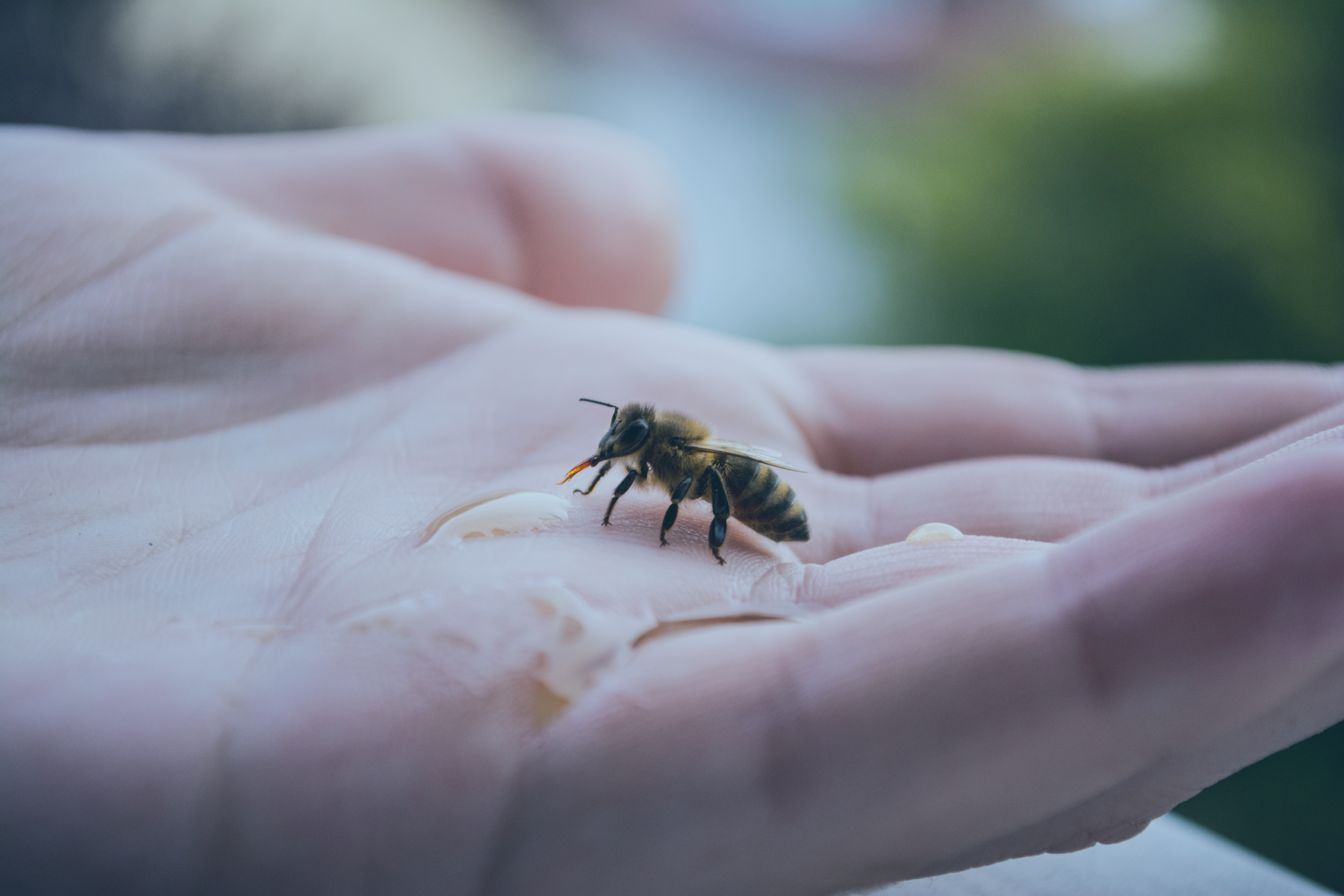 A bee rests on a human hand sipping a liquid.