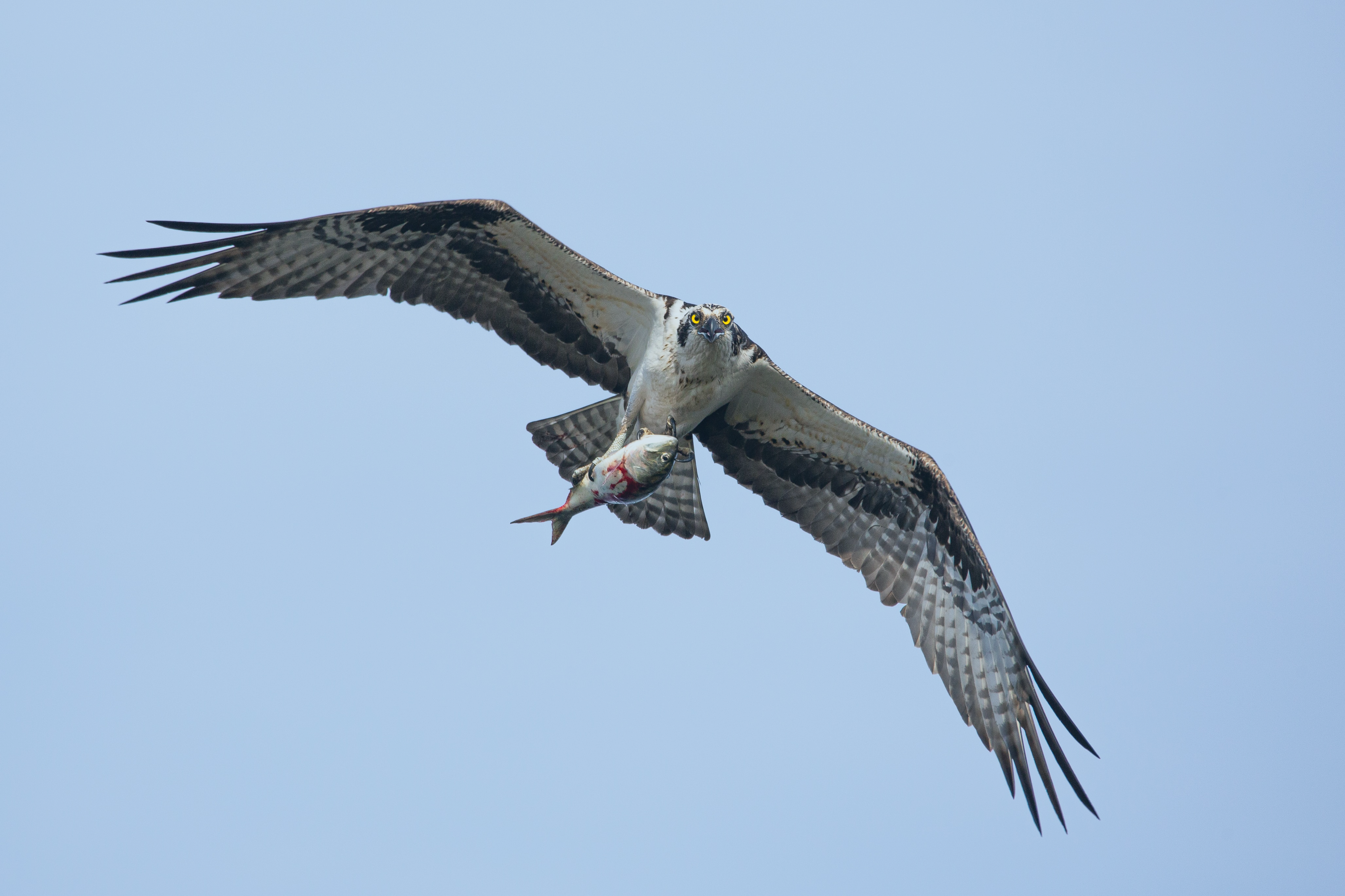 An osprey, in flight, holds a fish in its claws.