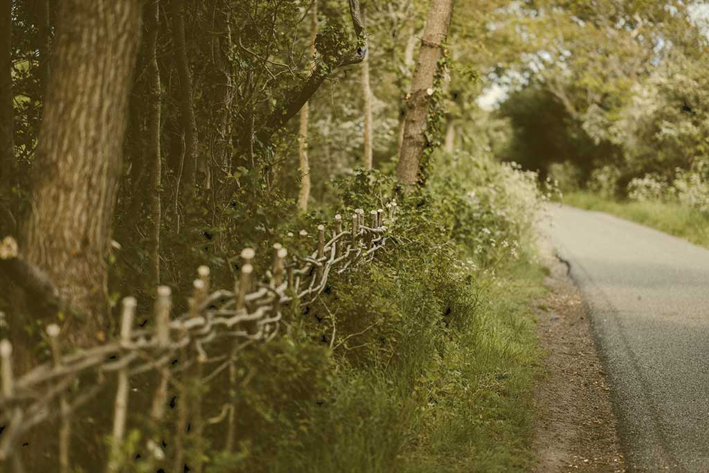 a newly laid hedge merges into an older one, next to a road