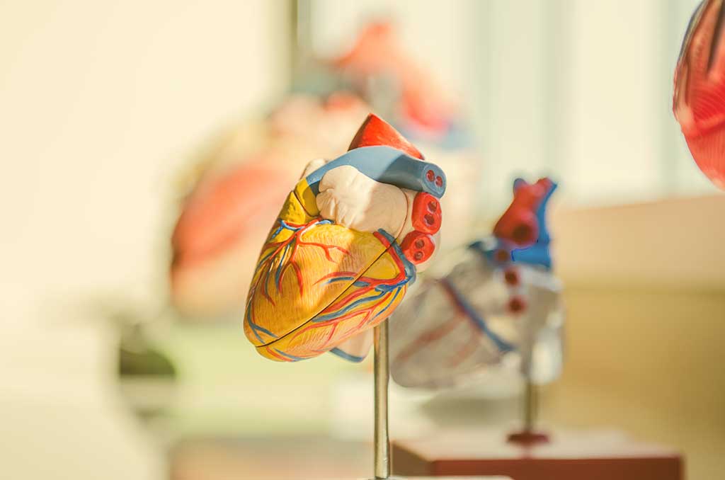 A model of a human heart on a short stand.