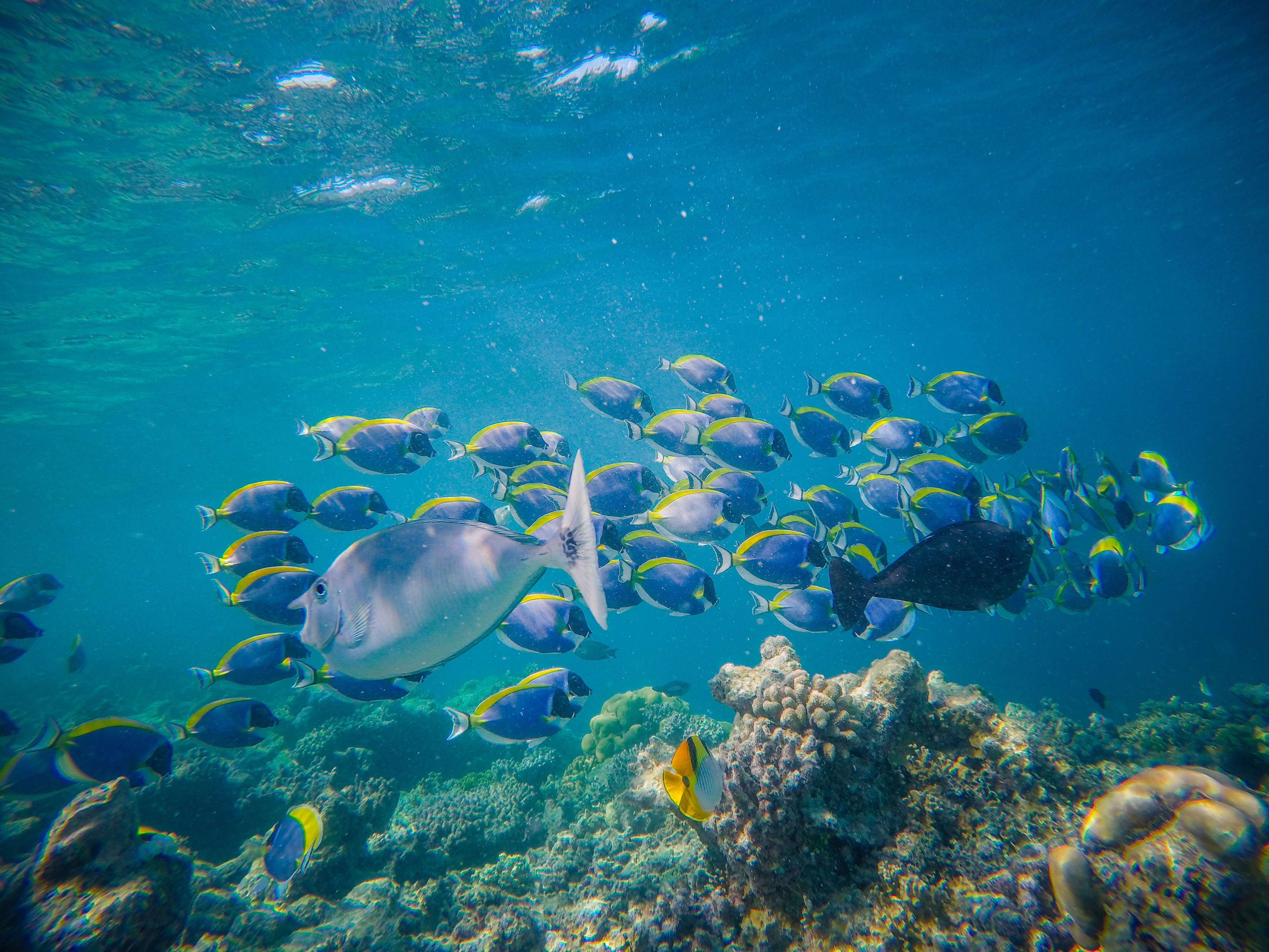 A school of tropical fish swims to the right, while one swims to the left.