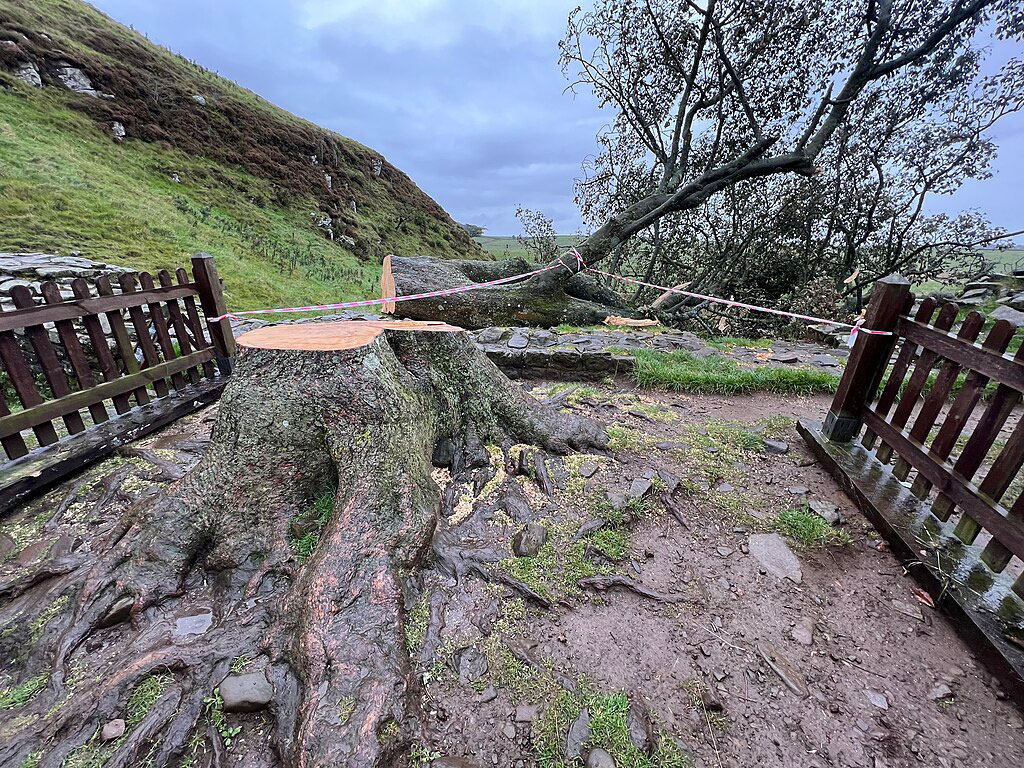 A felled decidious tree lies sprawled on the ground. The freshly sawn stump and roots are in the foreground