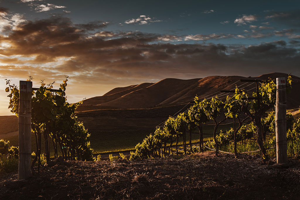 Evening sun sets glowing light across vines in a vinyard.
