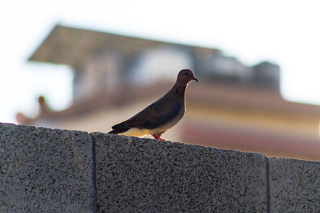 A dove stands on a concrete block wall.