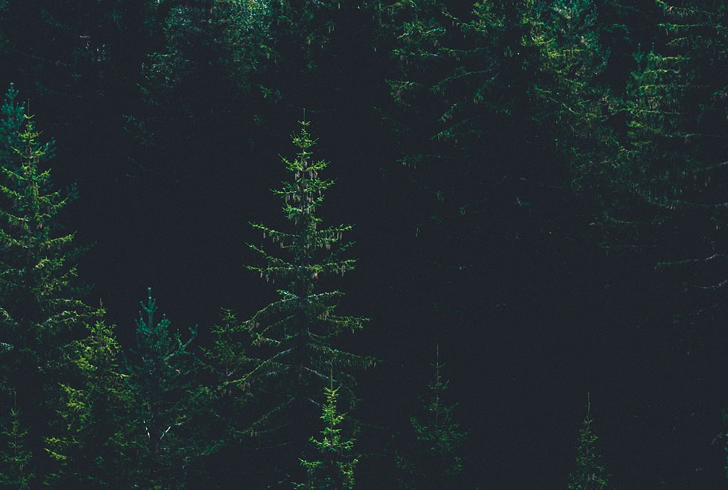 A light green pine tree stands amidst dark green forest and its black shadows