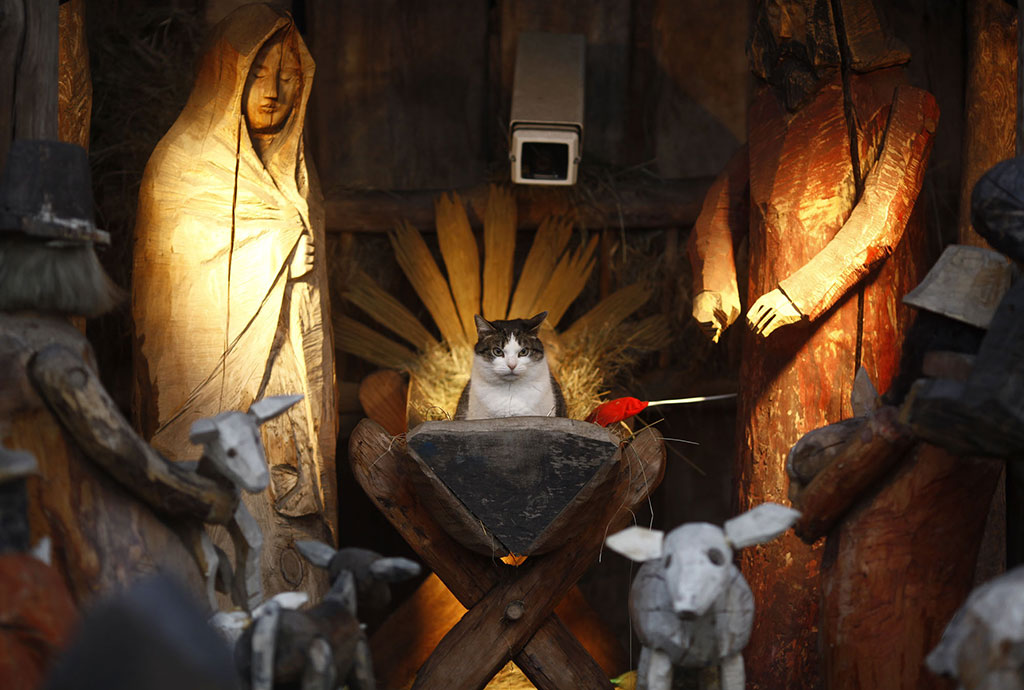 A nativity seen with wooden figures and hay, amidst which a cat sits in the manger.