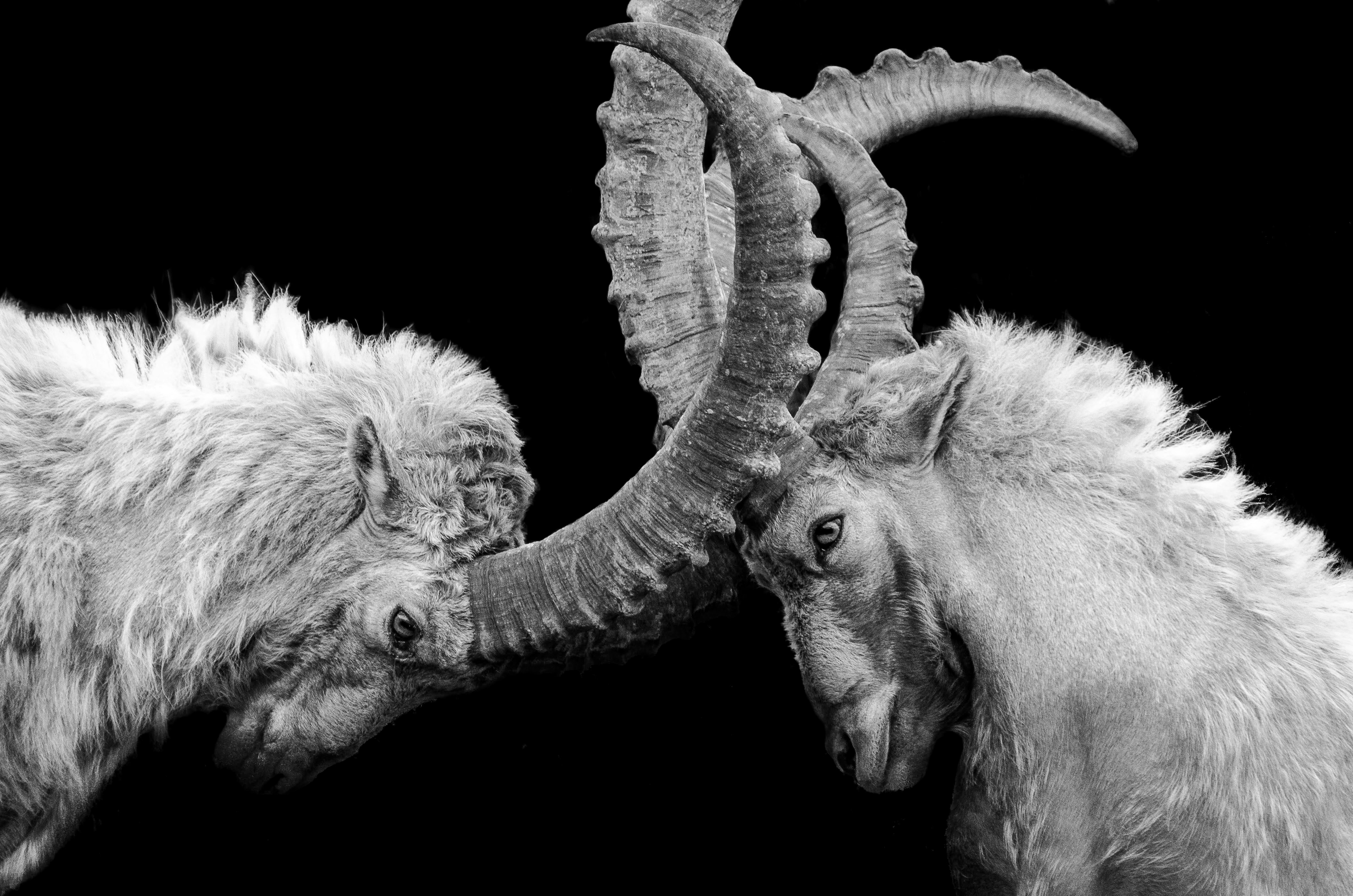 Two goats lock horns.