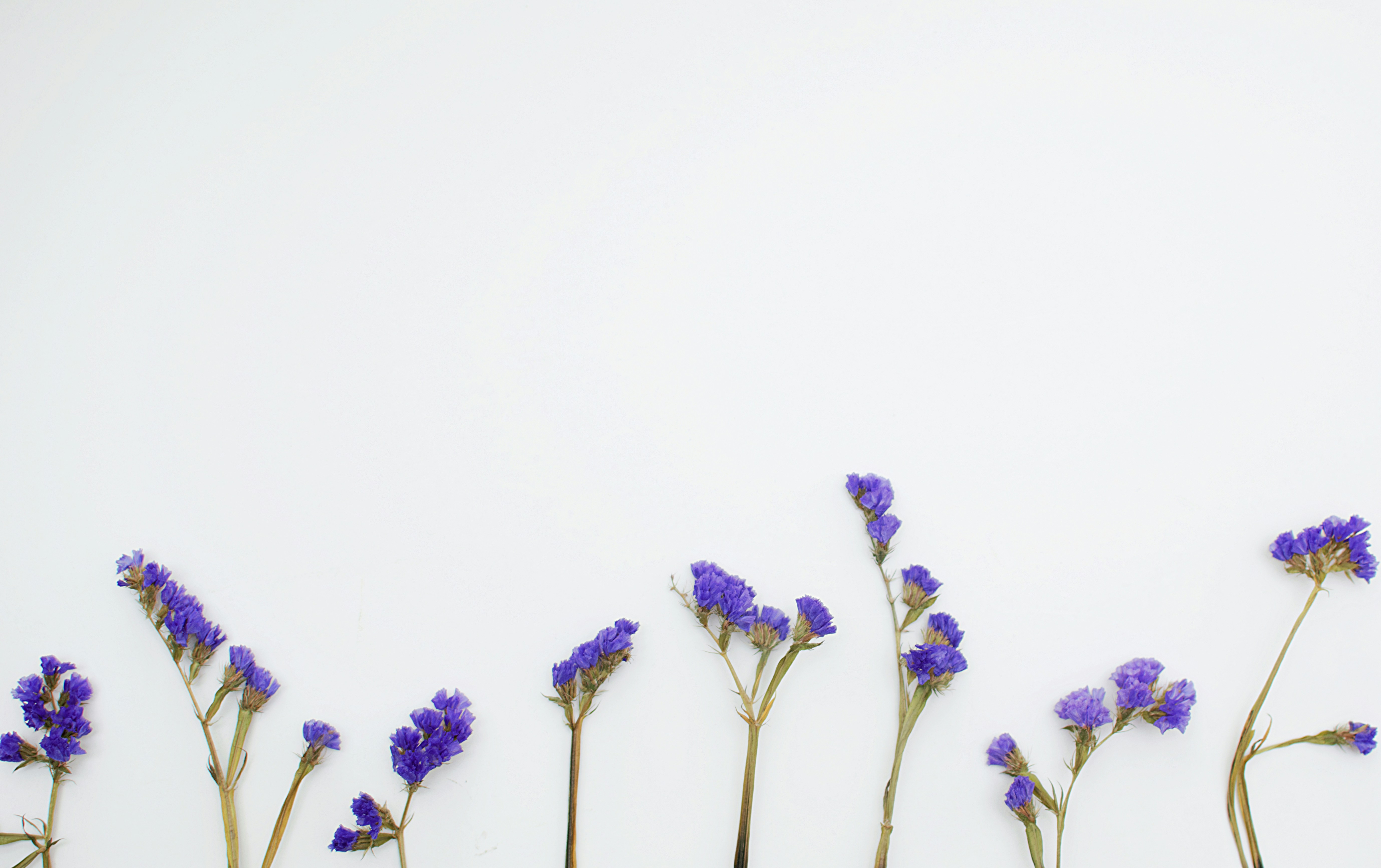 a row of flowers with green stalks and blue flowers.