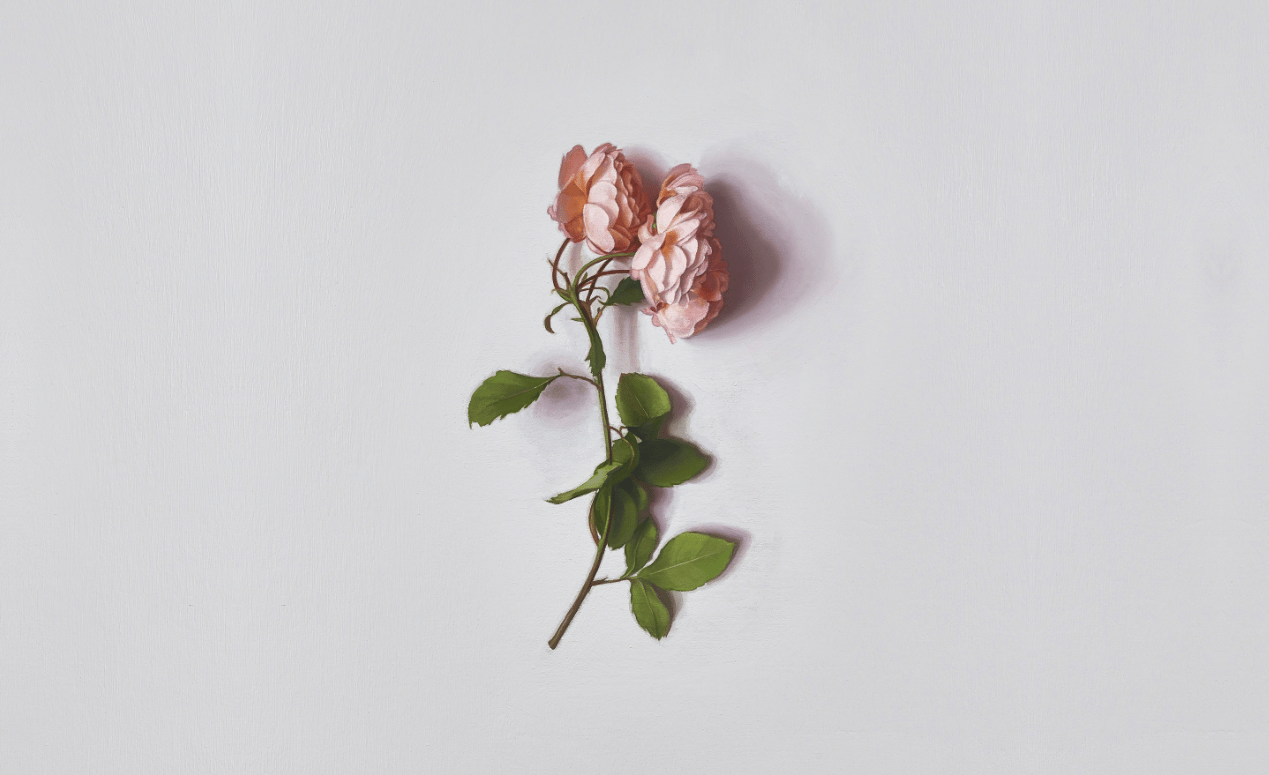 A diseased rose.