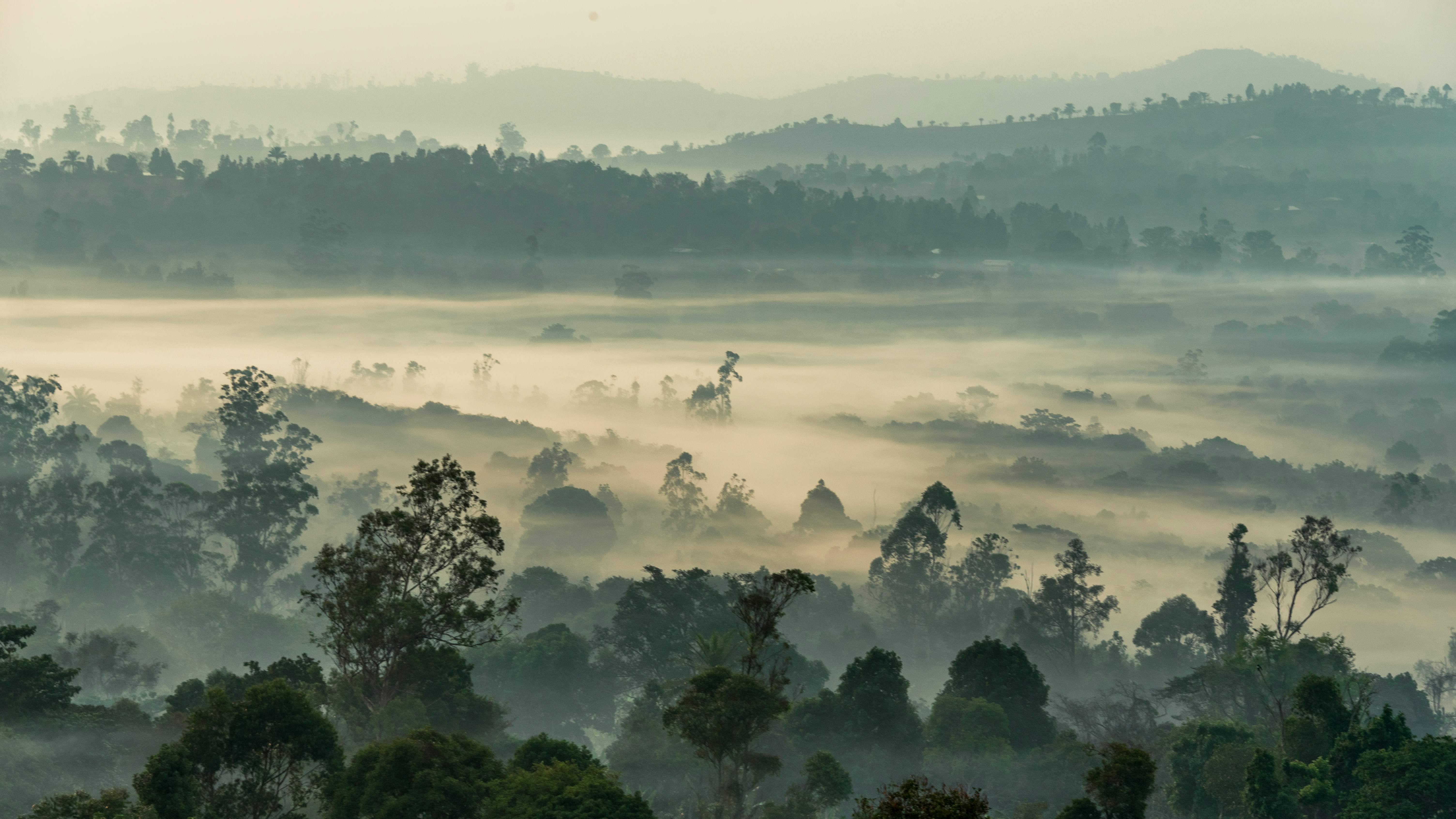 forest tree-tops break a mist.
