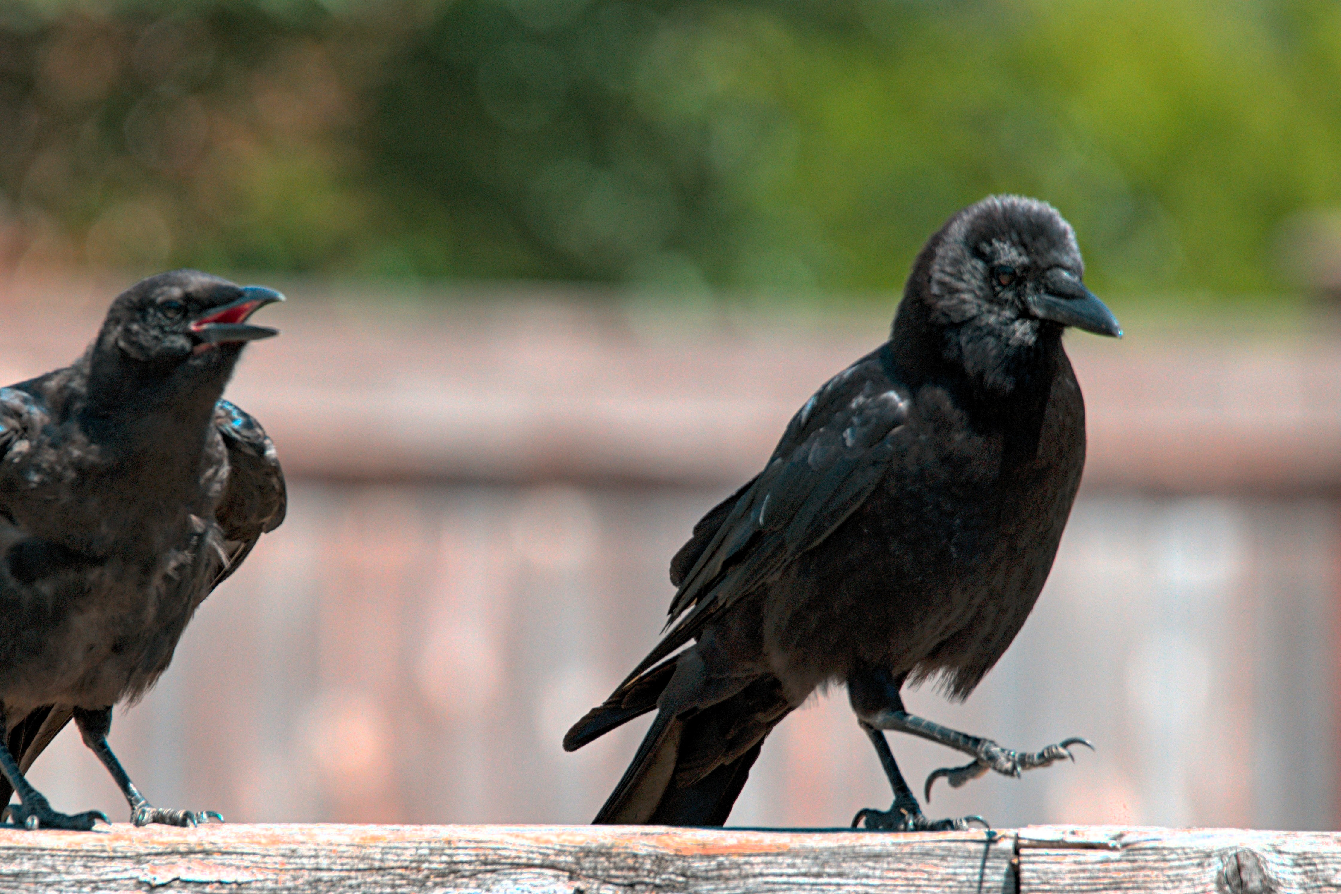 Crows caw and strut.