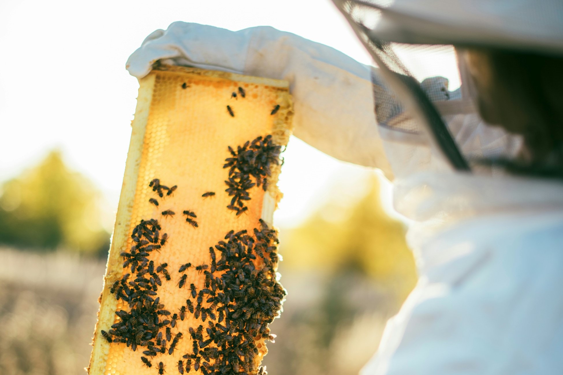 A bee keeper hold honeycomb to the light