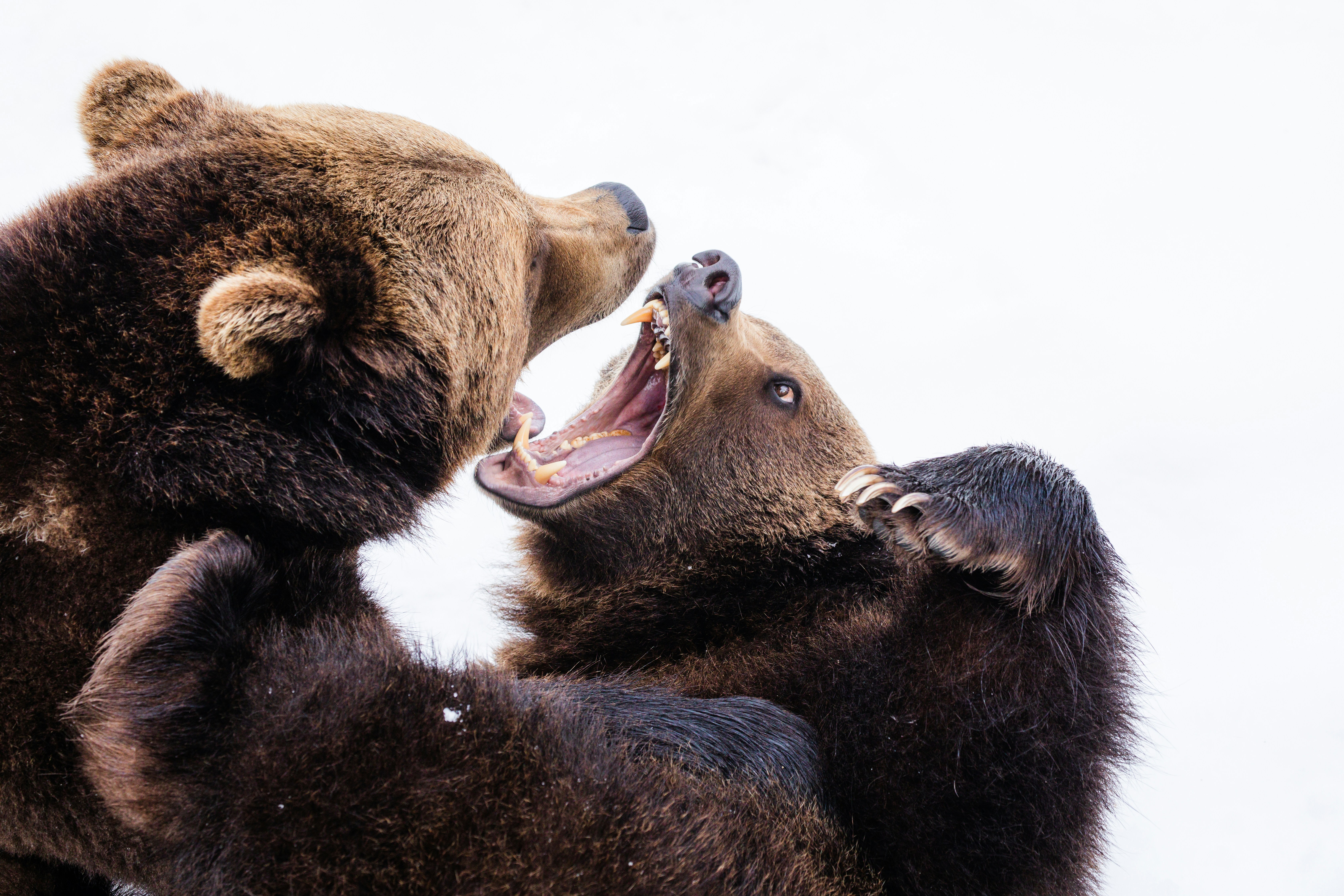 Two brown bears fight while baring their teeth.