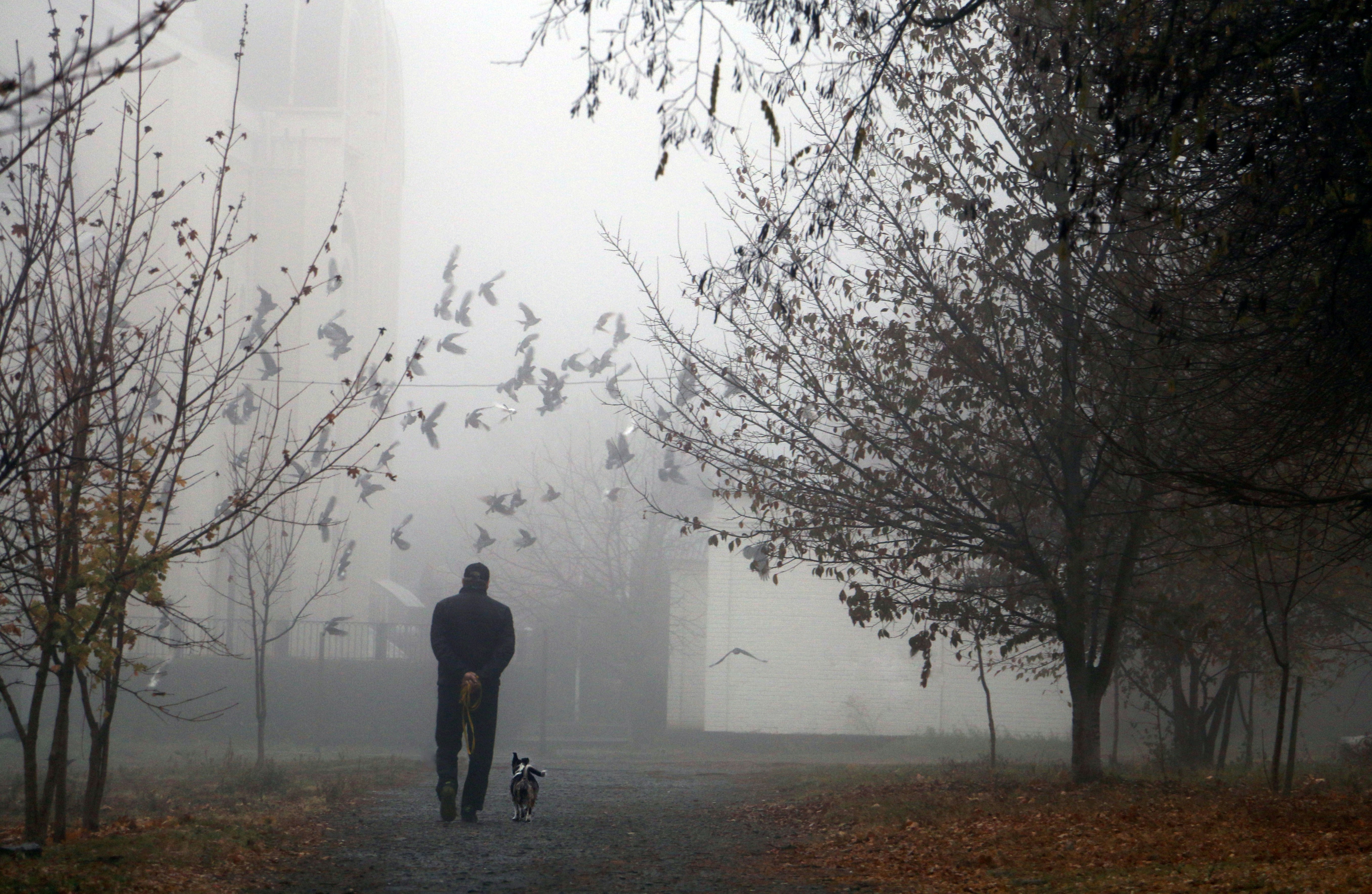 A man walks a dog along a misty city park path.