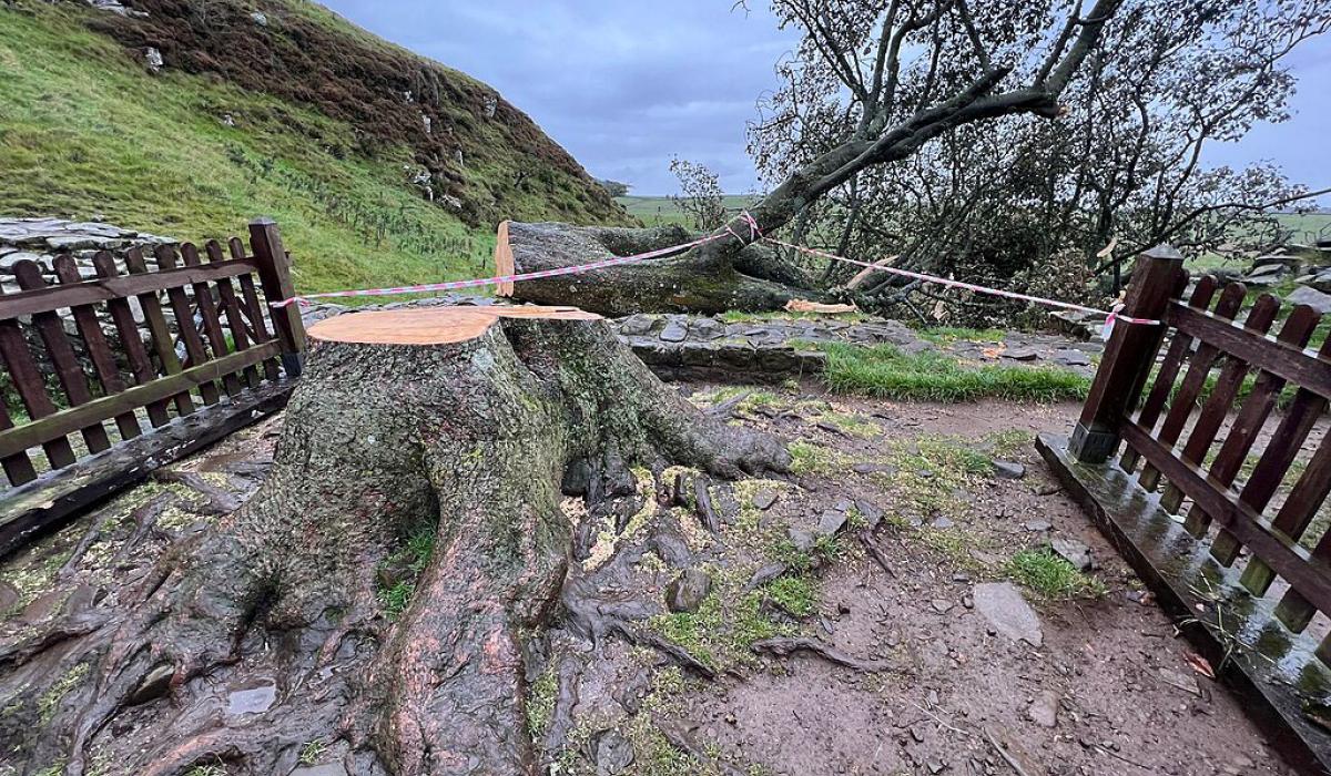 A felled decidious tree lies sprawled on the ground. The freshly sawn stump and roots are in the foreground