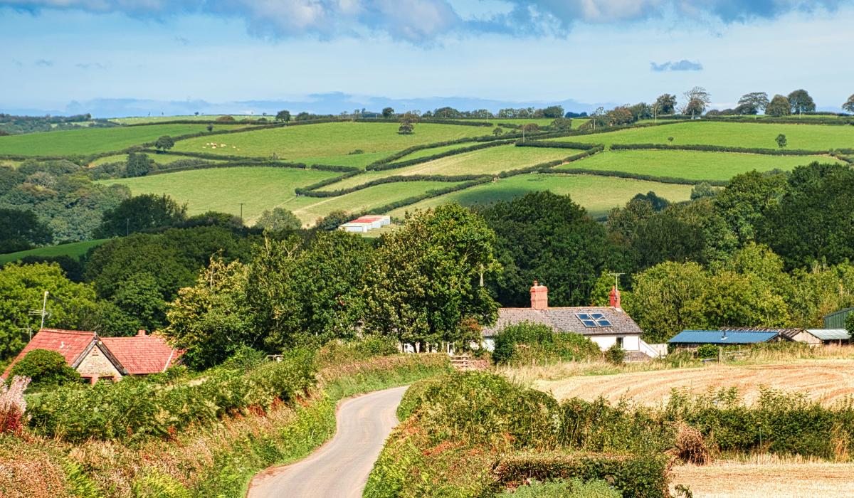 A Devon lane lined by hedges.