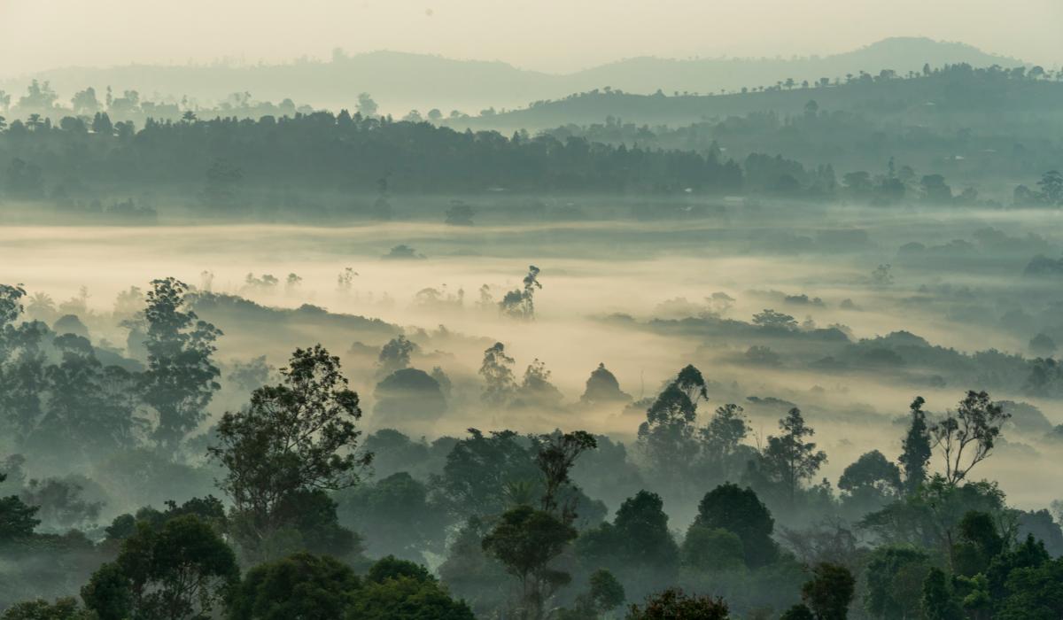 forest tree-tops break a mist.