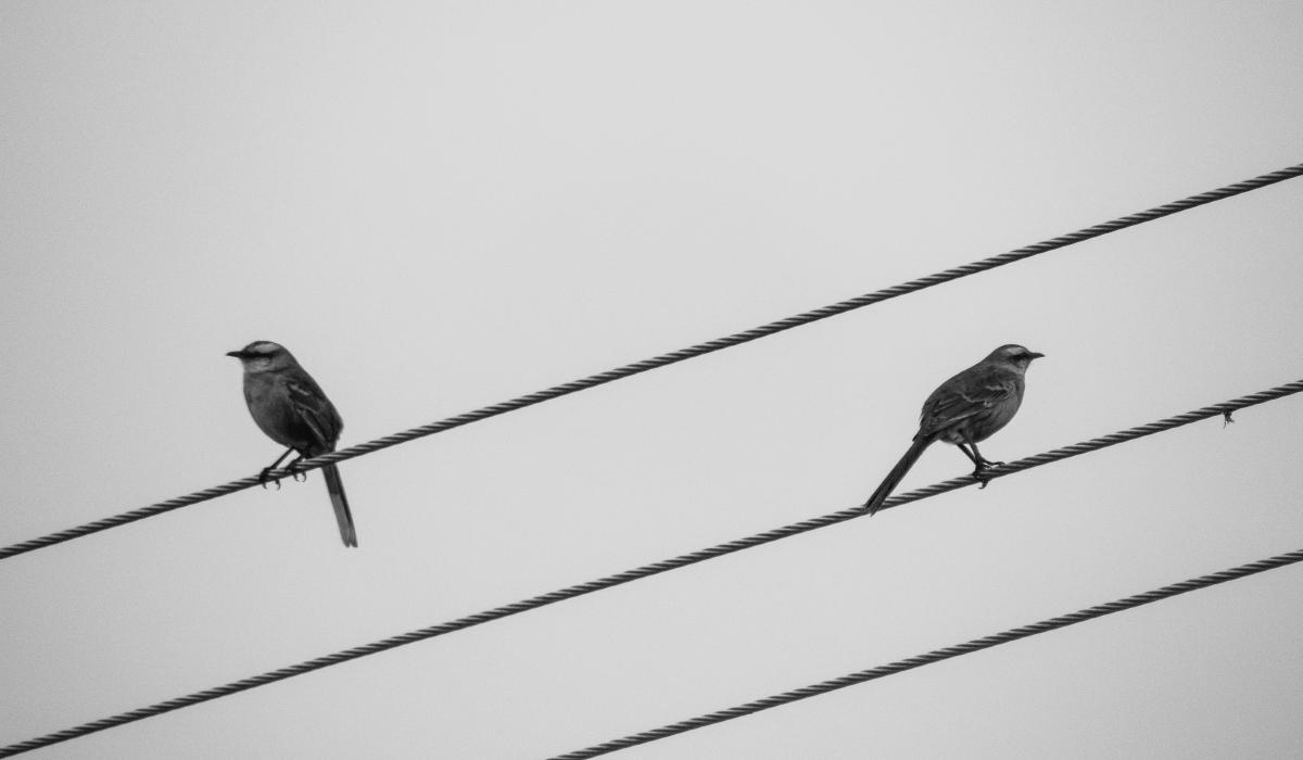 Two bird sit on wires facing in opposite directions.