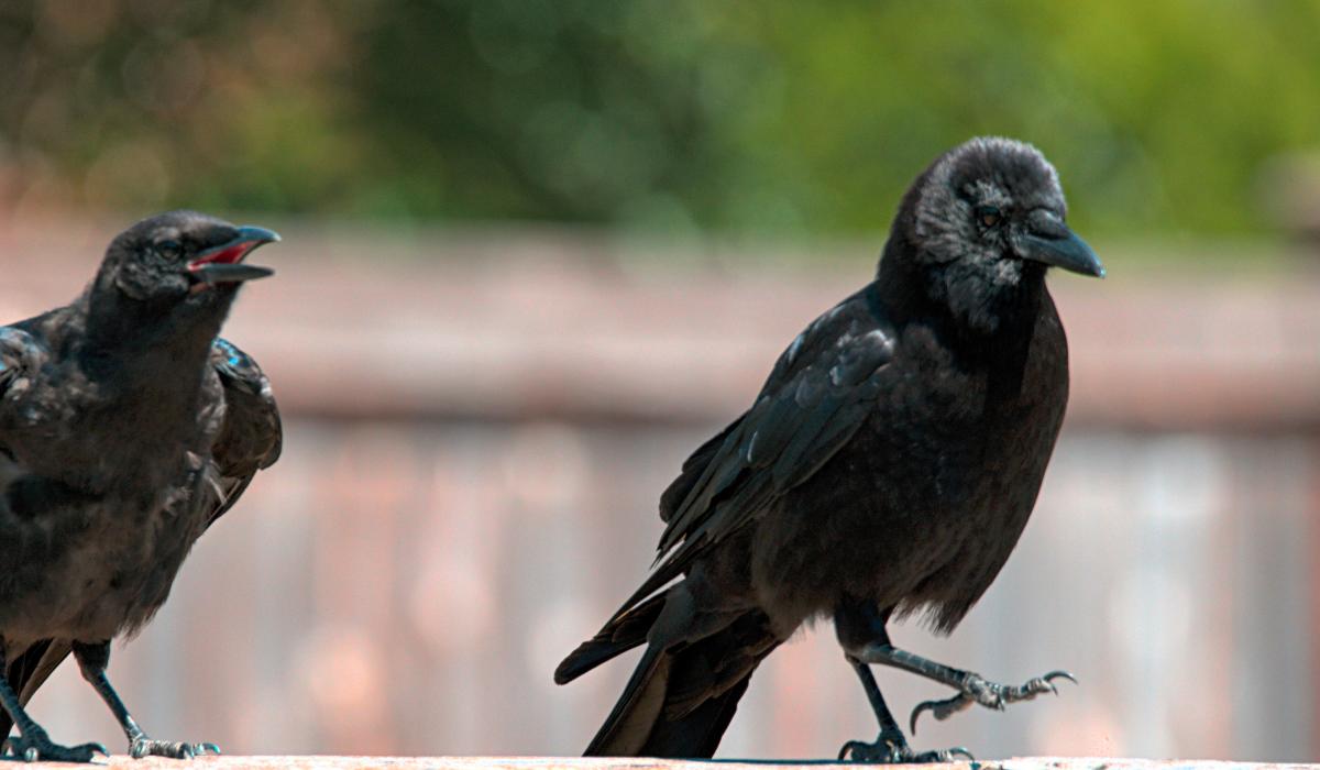 Crows caw and strut.