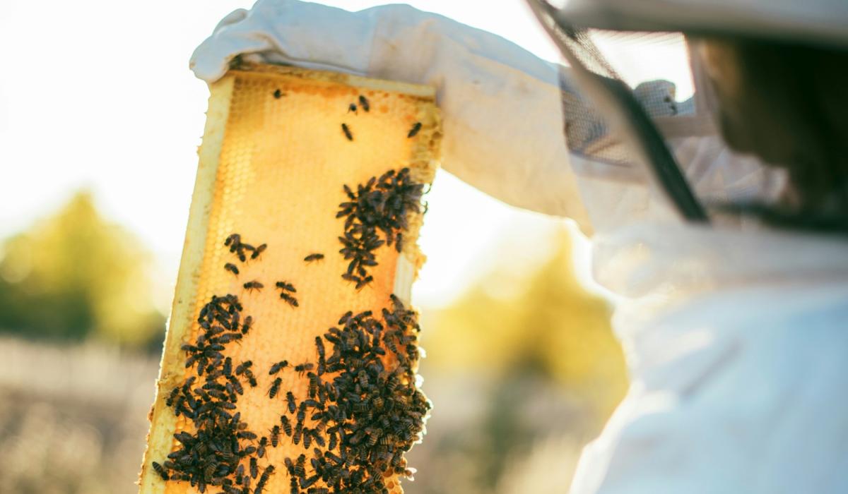 A bee keeper hold honeycomb to the light