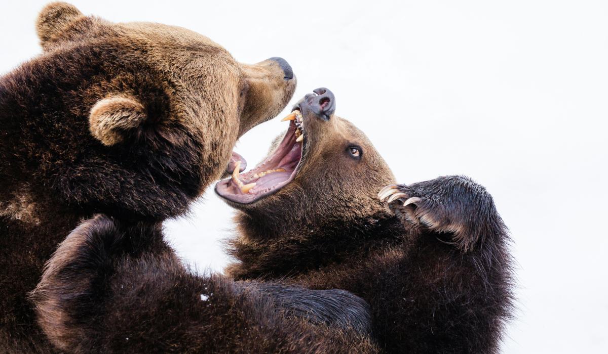 Two brown bears fight while baring their teeth.