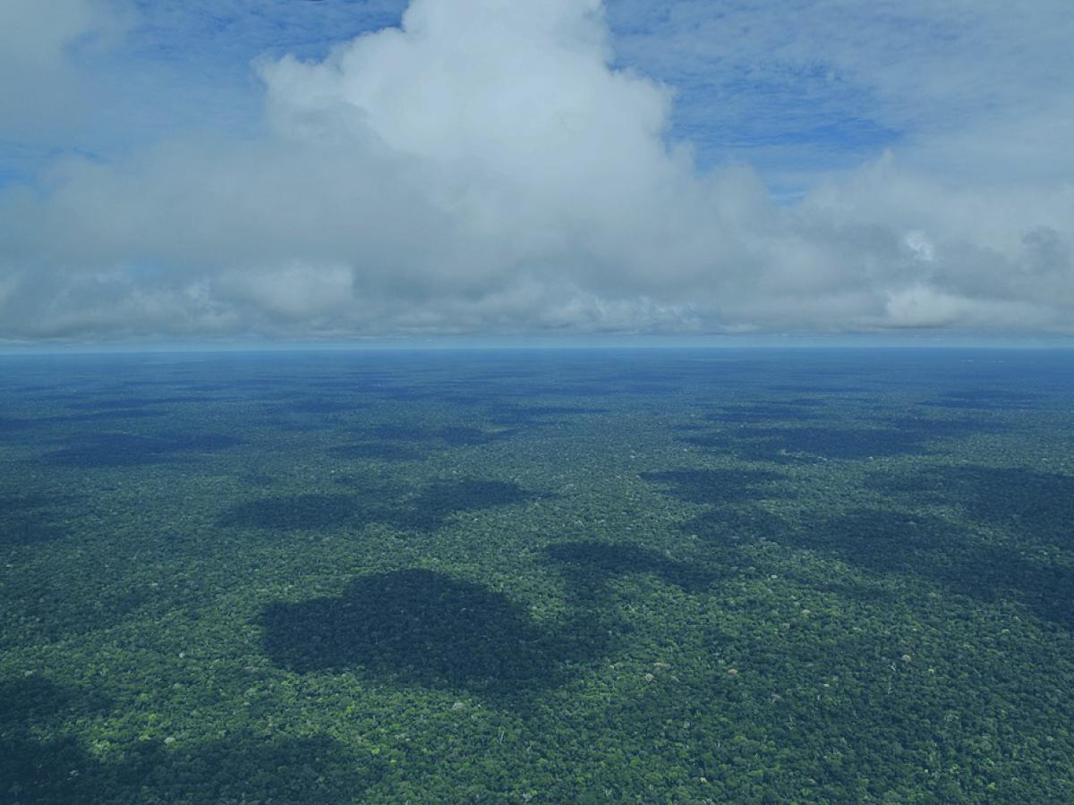 An image of the Amazonia 