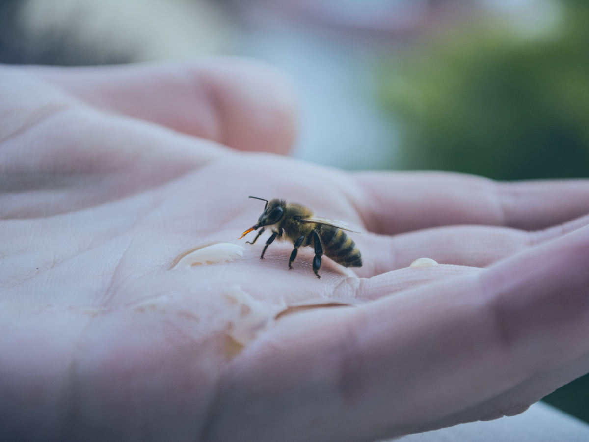 A bee rests on a human hand sipping a liquid.