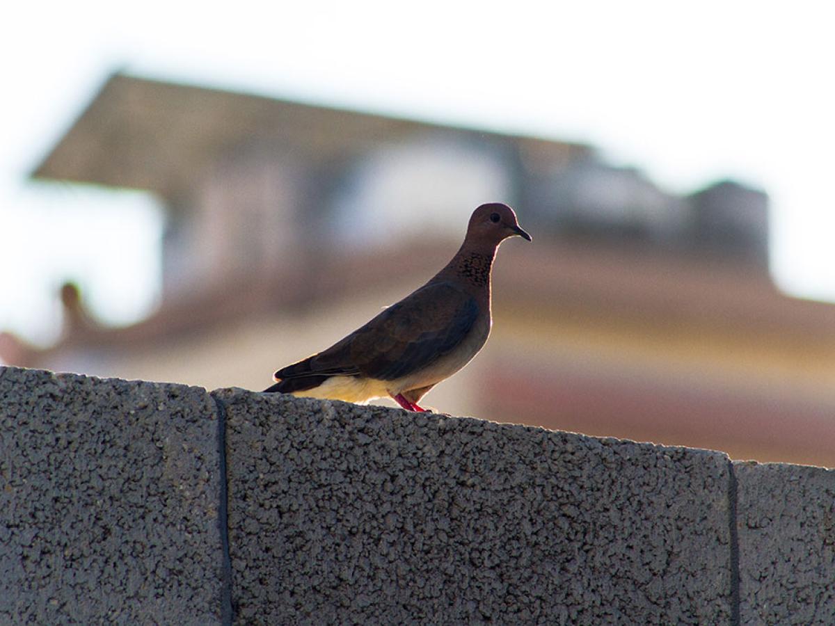 A dove stands on a concrete block wall.