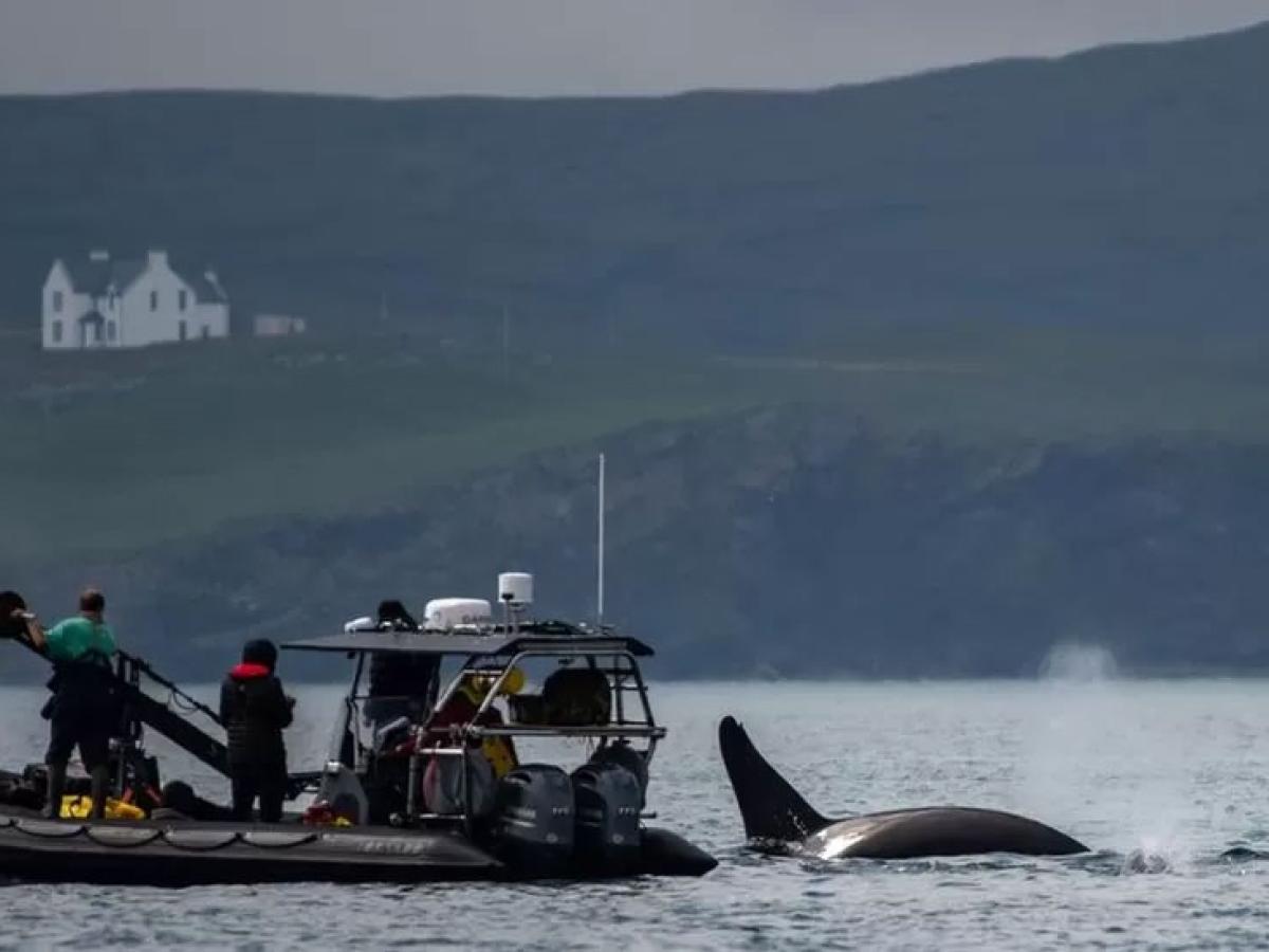 A boat holding a camera crew drifts next to a whale fin.