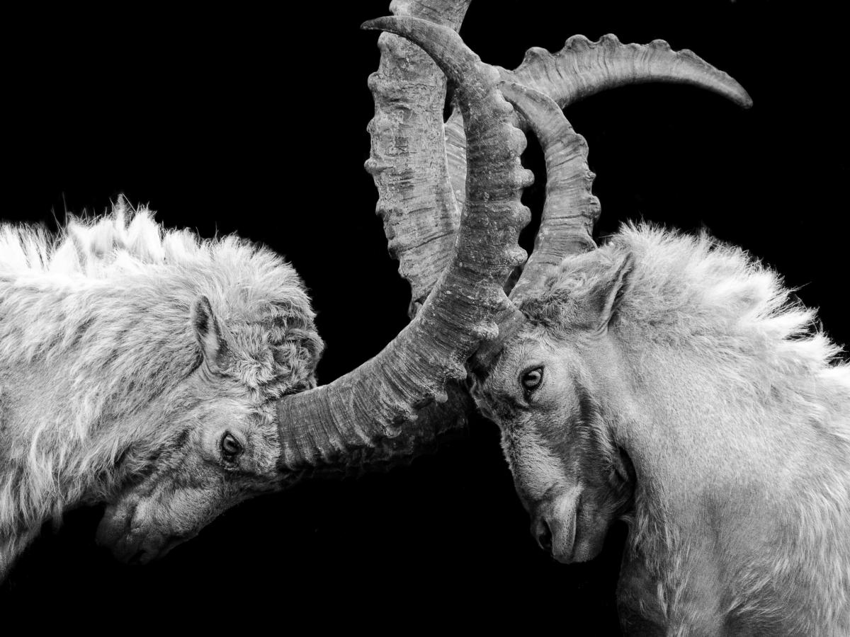 Two goats lock horns.