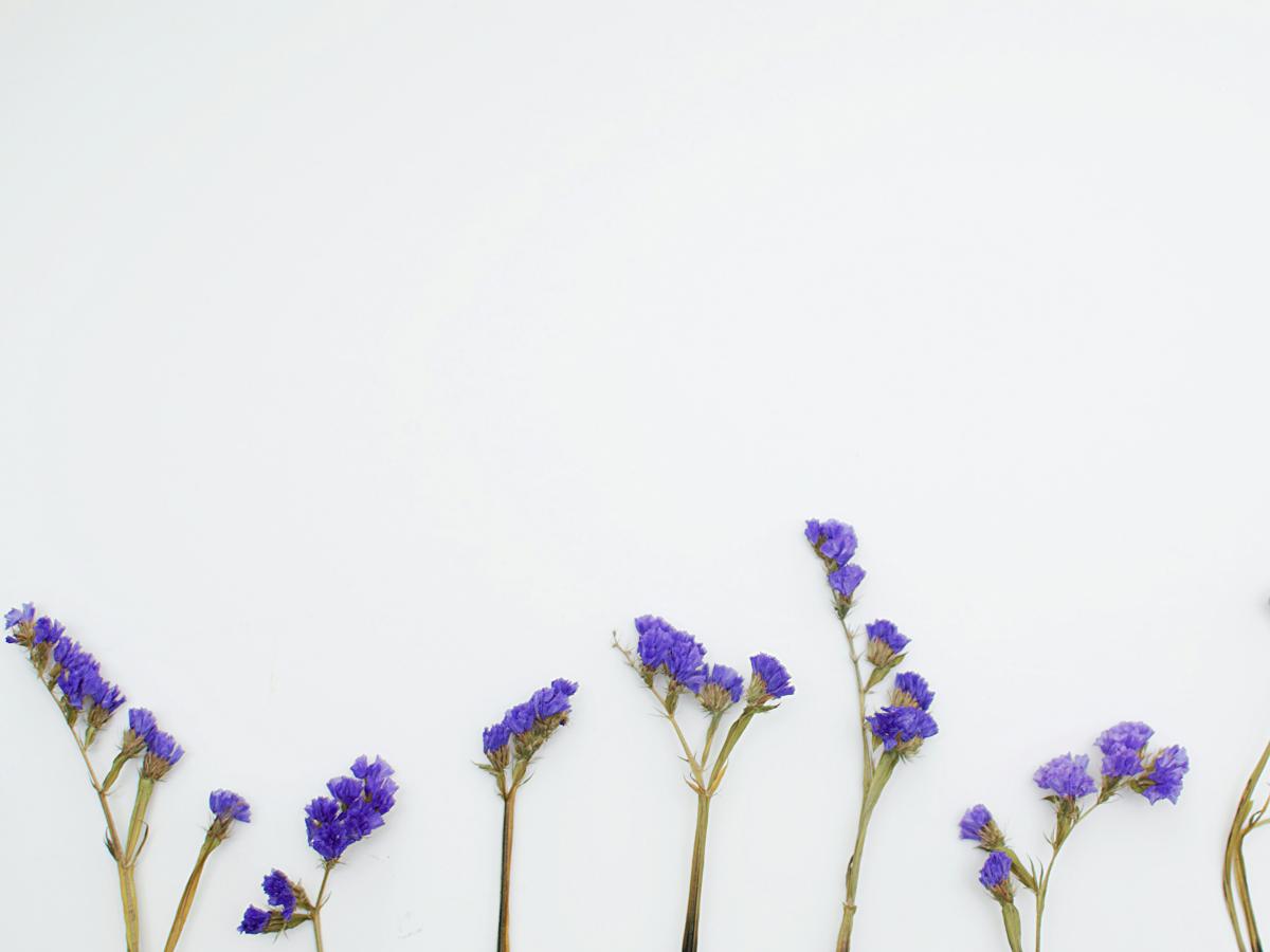 a row of flowers with green stalks and blue flowers.
