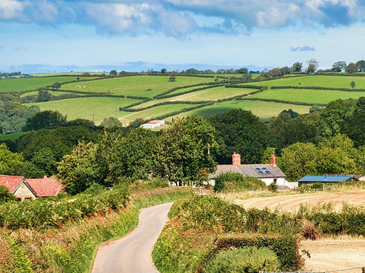 A Devon lane lined by hedges.