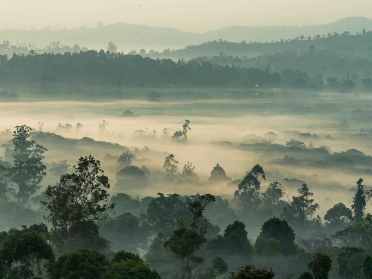 forest tree-tops break a mist.