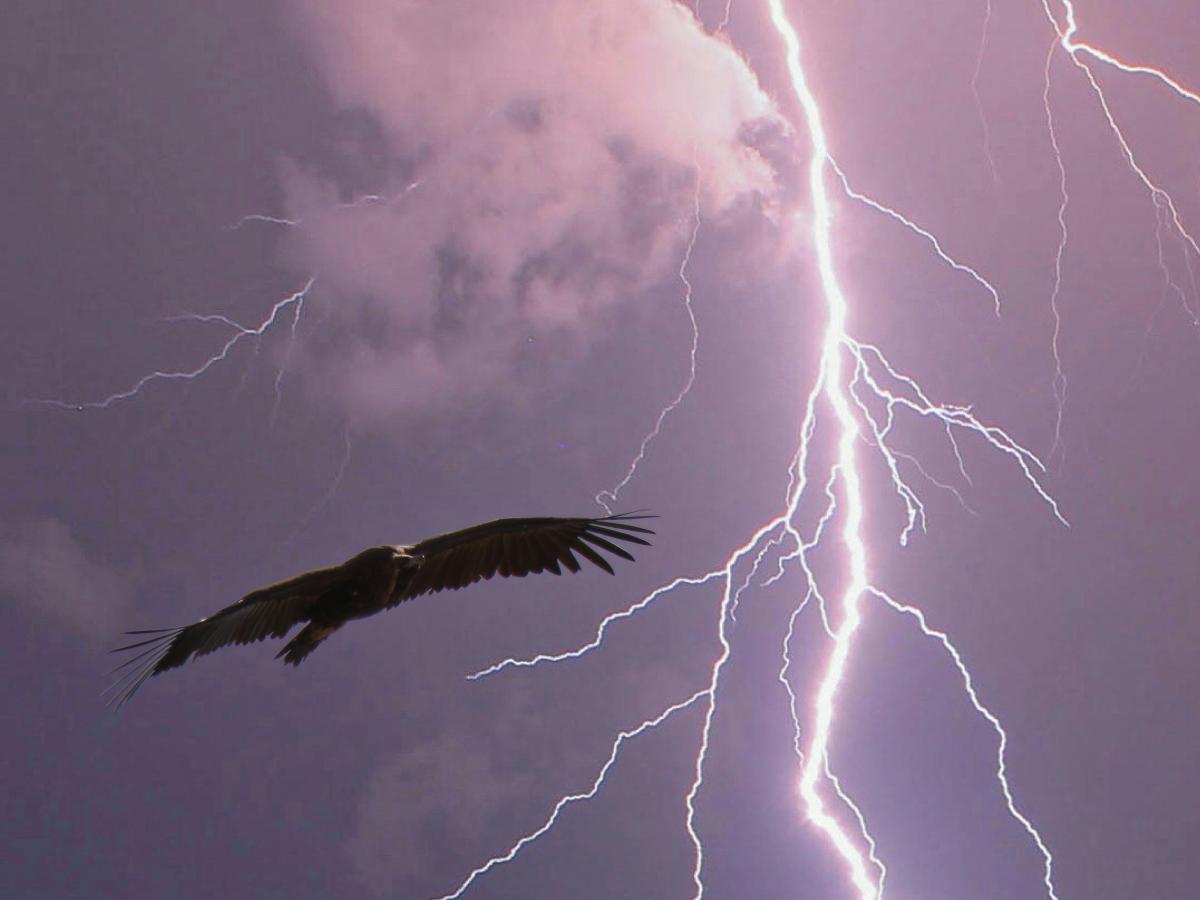 An eagle wheels against a purple stormy sky cut by lightening.