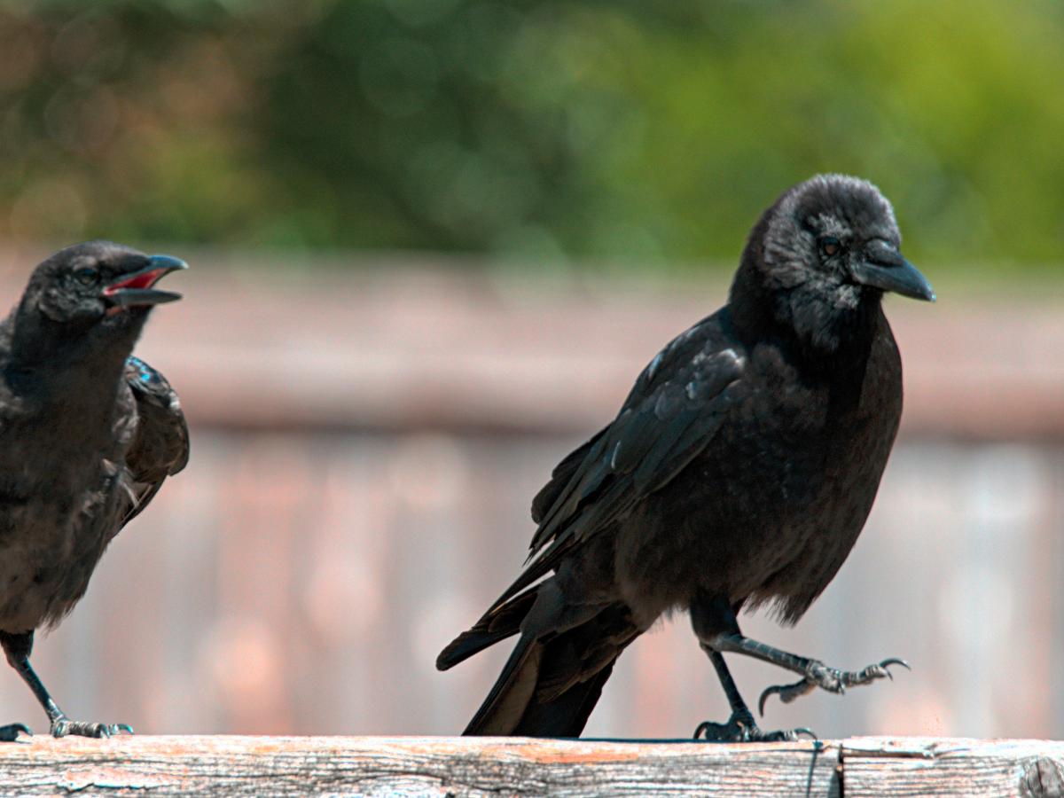 Crows caw and strut.