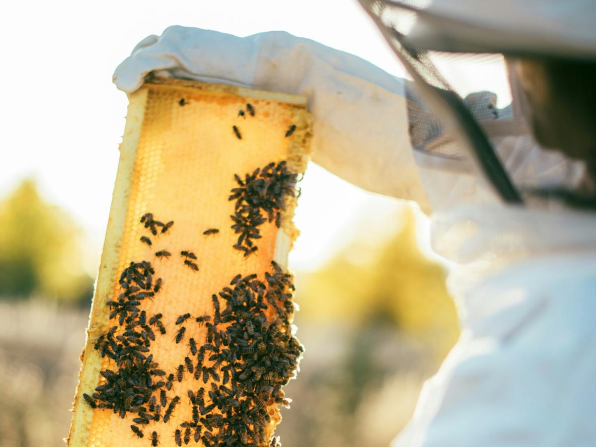A bee keeper hold honeycomb to the light