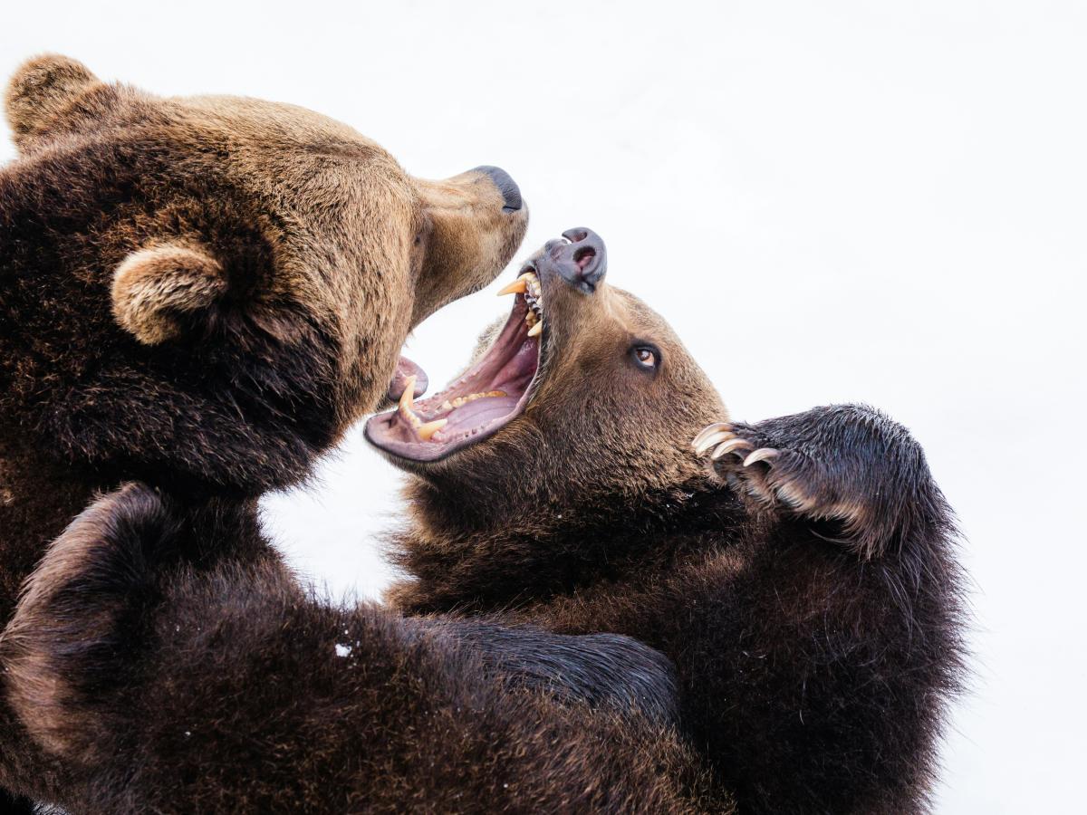 Two brown bears fight while baring their teeth.