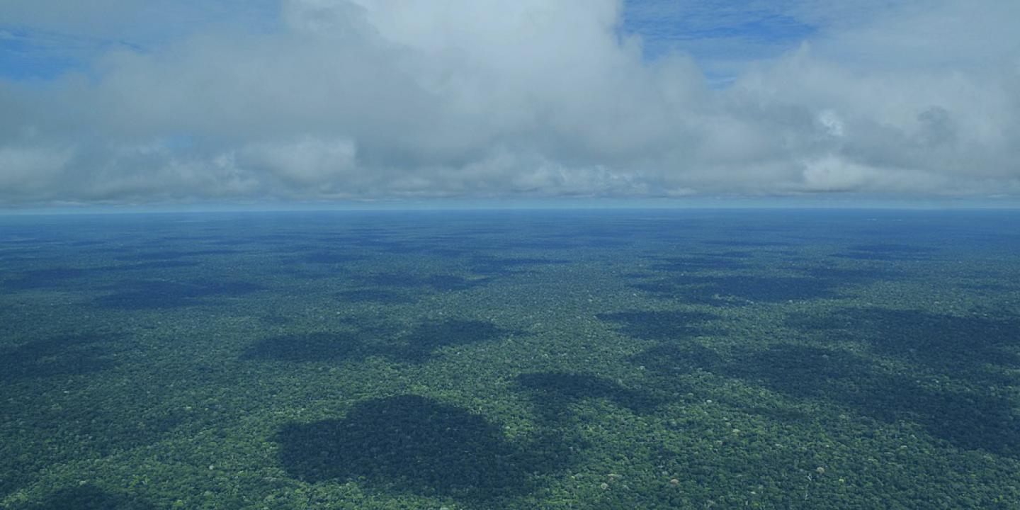 An image of the Amazonia