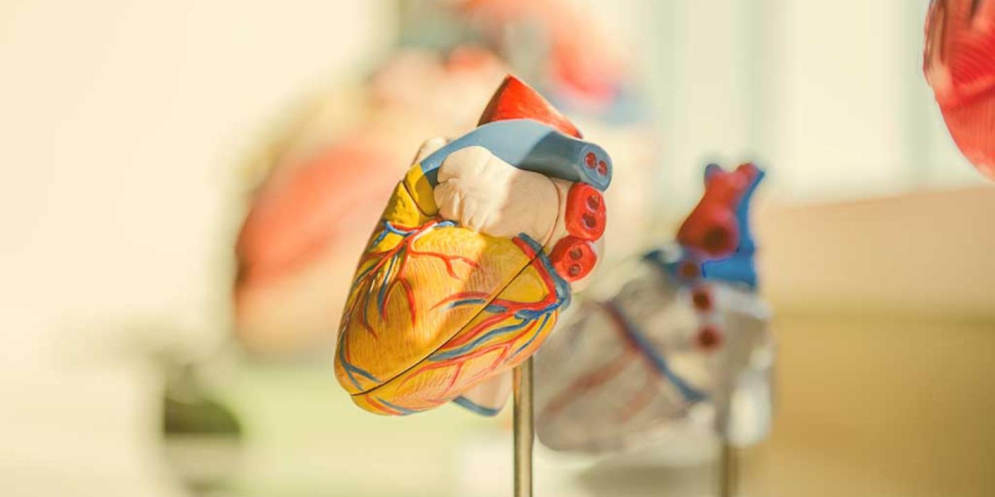A model of a human heart on a short stand.