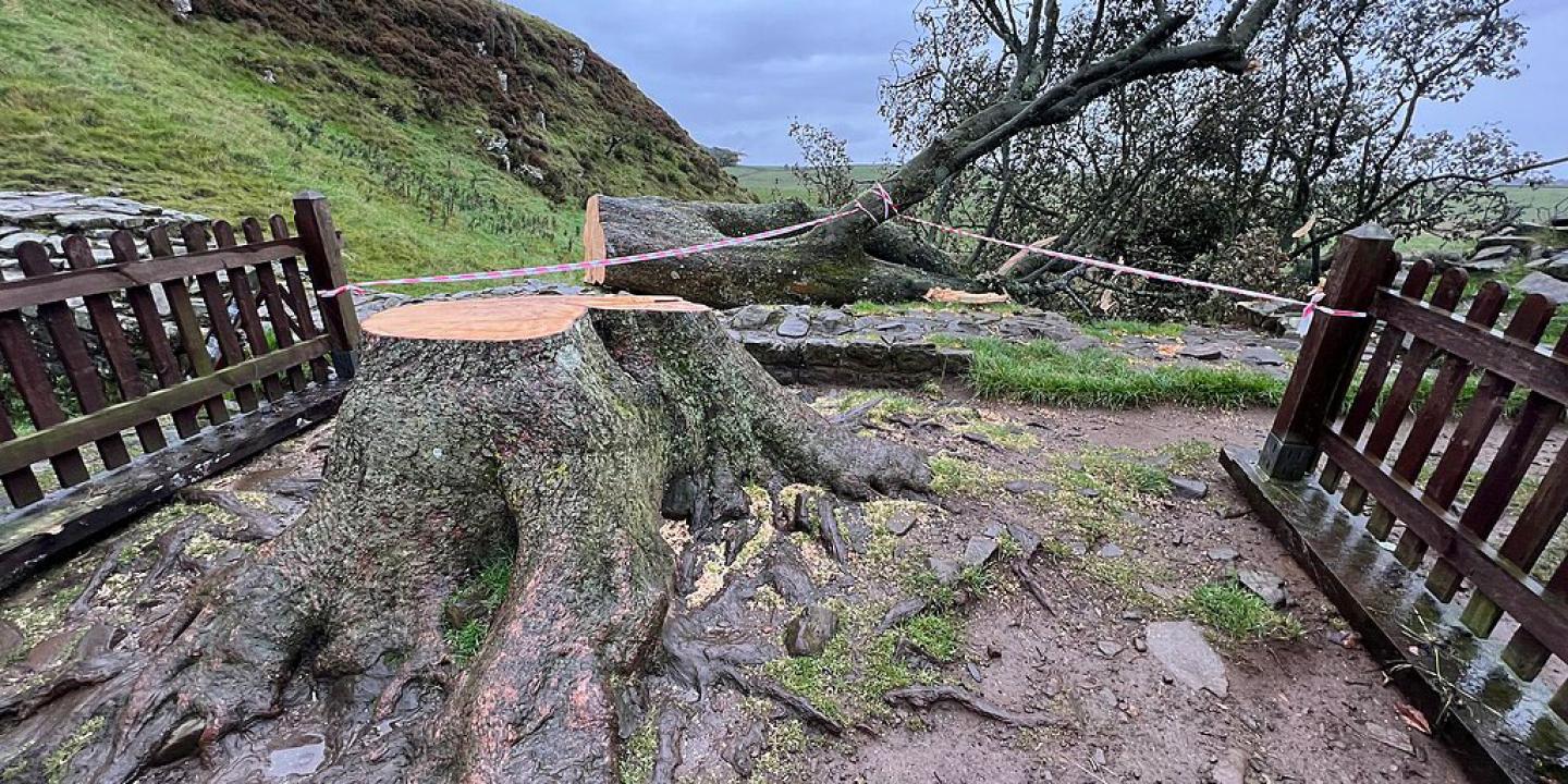 A felled decidious tree lies sprawled on the ground. The freshly sawn stump and roots are in the foreground