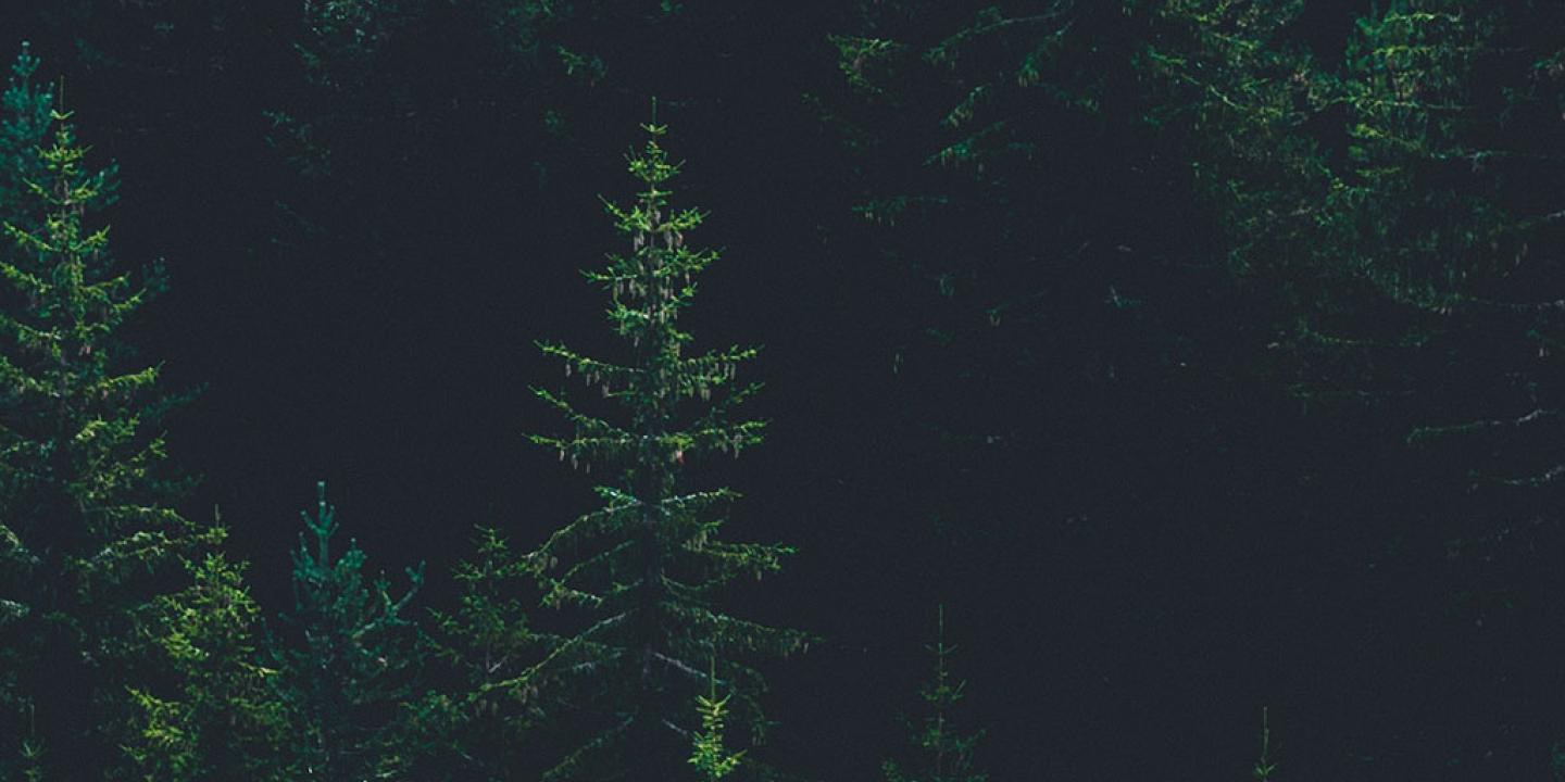 A light green pine tree stands amidst dark green forest and its black shadows