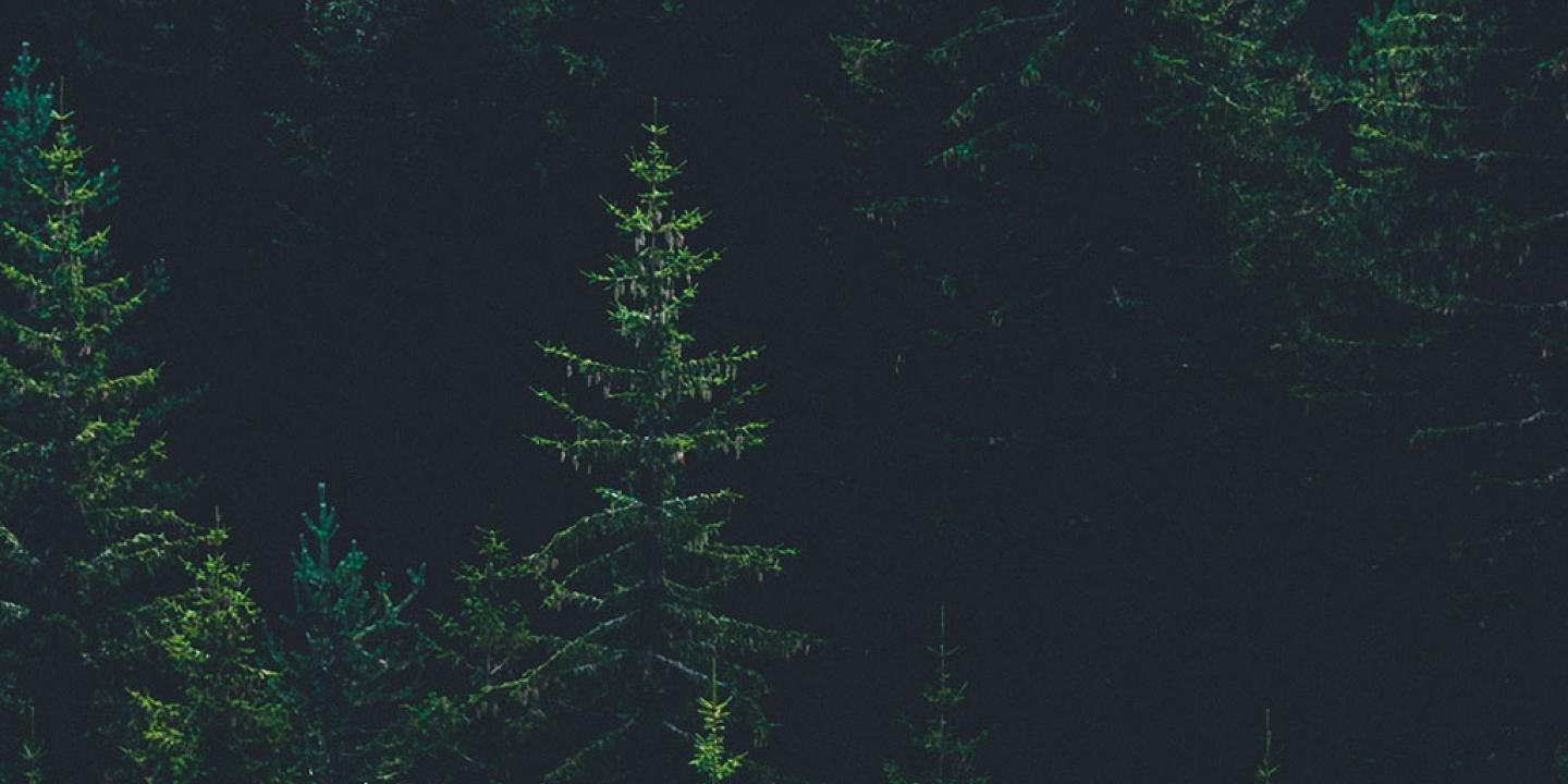 A light green pine tree stands amidst dark green forest and its black shadows