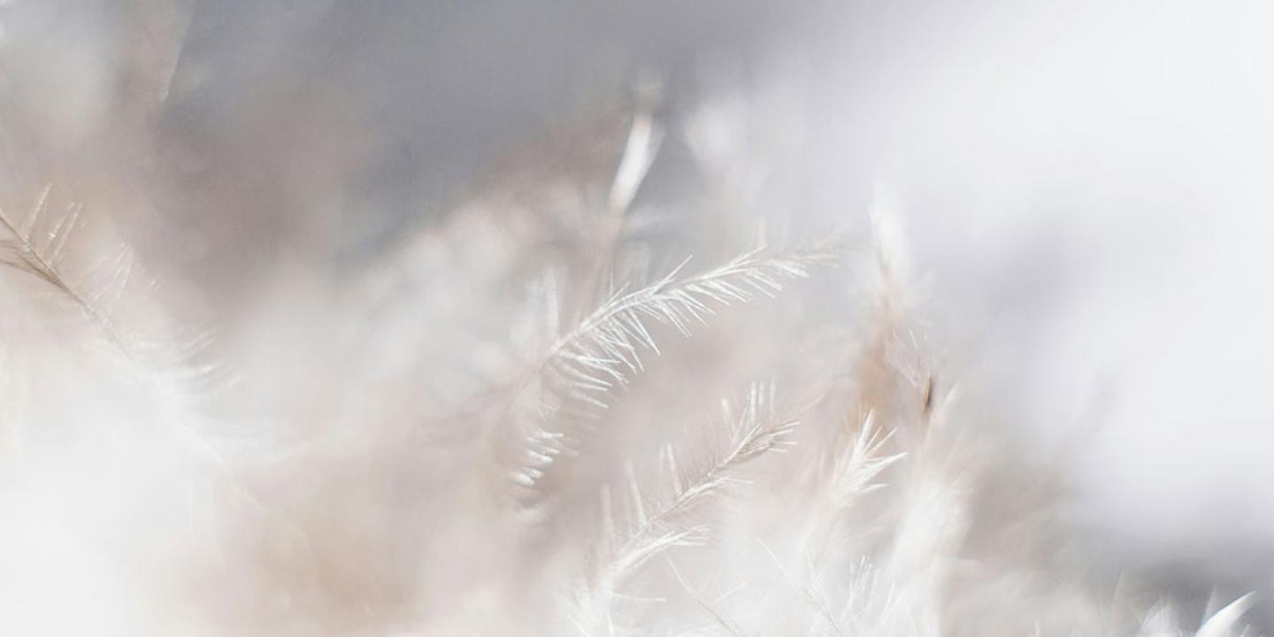 a pile of feathers.