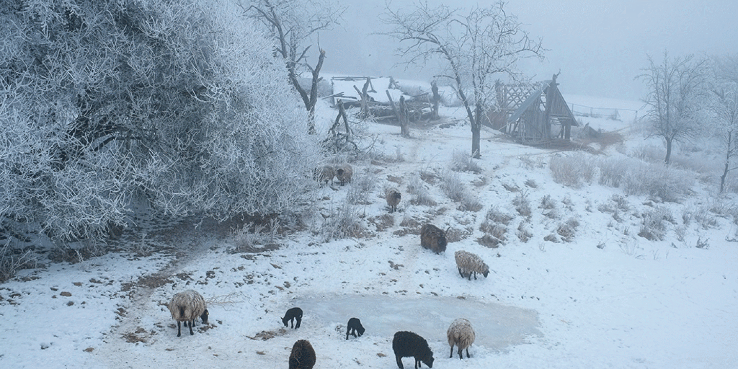 Sheep around a frozen pond in a snowy landscape, a ruined cottage sits beyond.