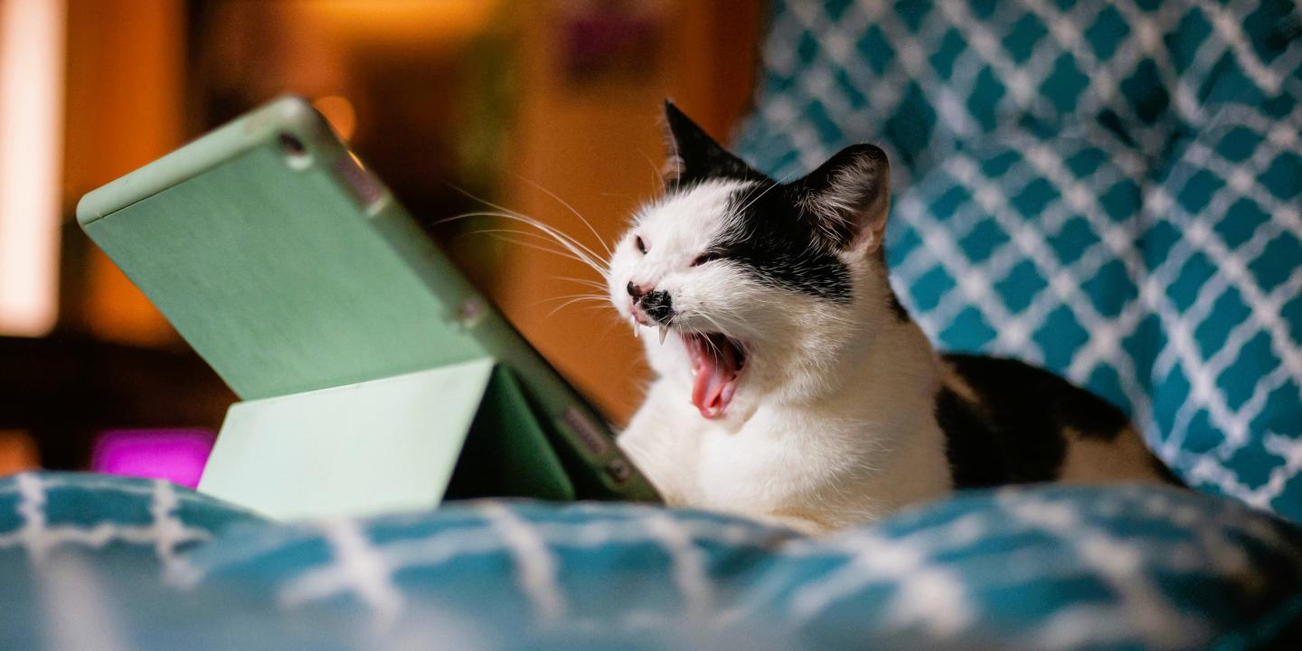 A cat with a small black moustache marking snarls while sitting in front of a tablet.