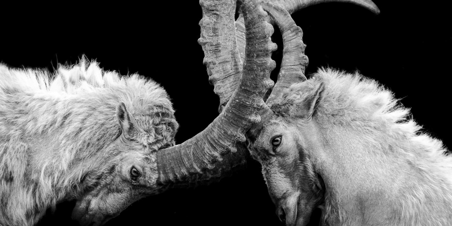 Two goats lock horns.