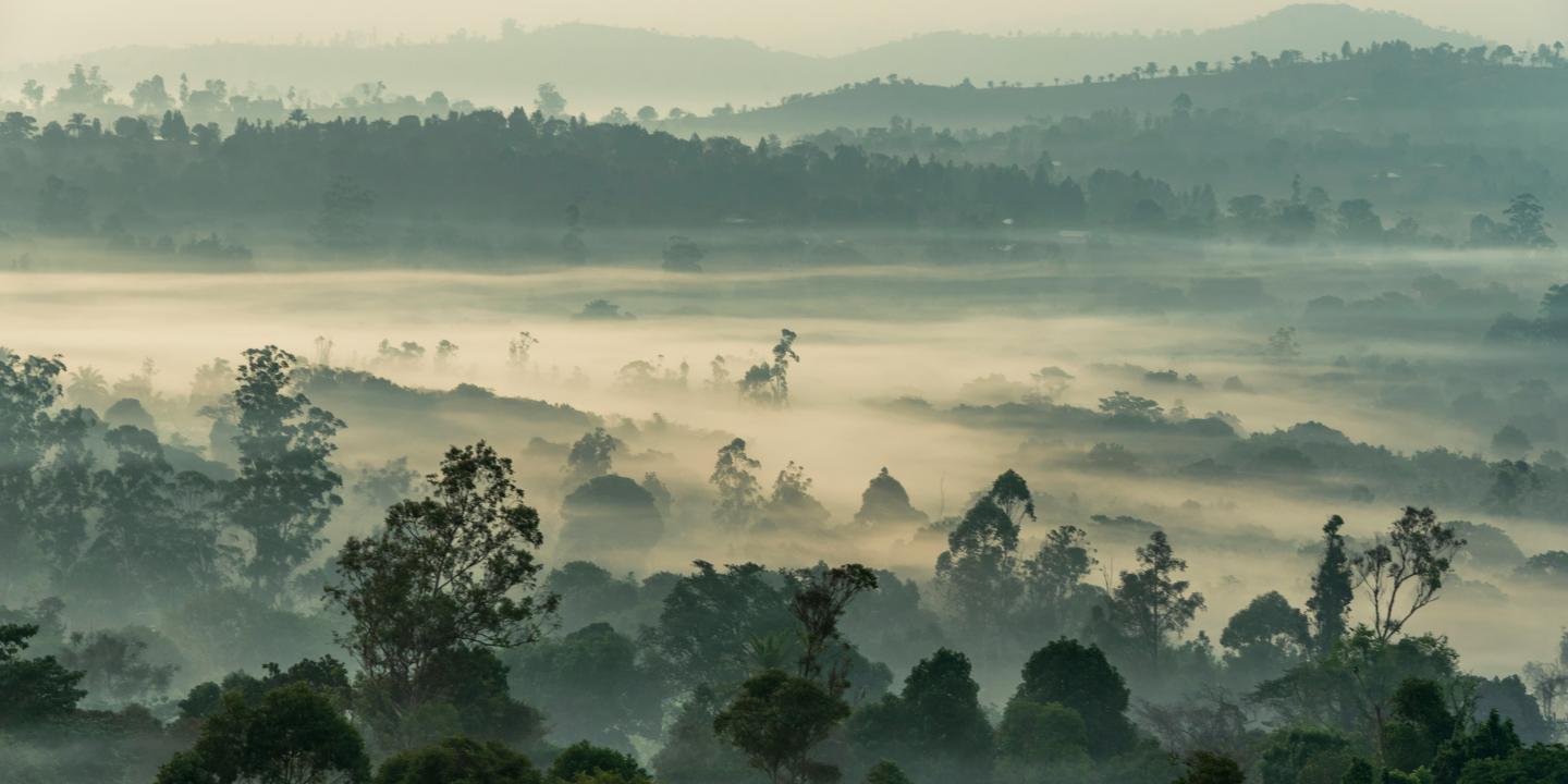 forest tree-tops break a mist.