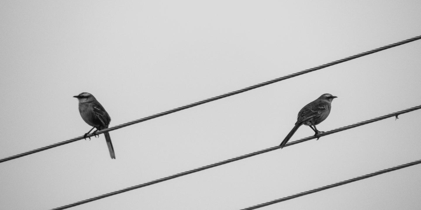 Two bird sit on wires facing in opposite directions.